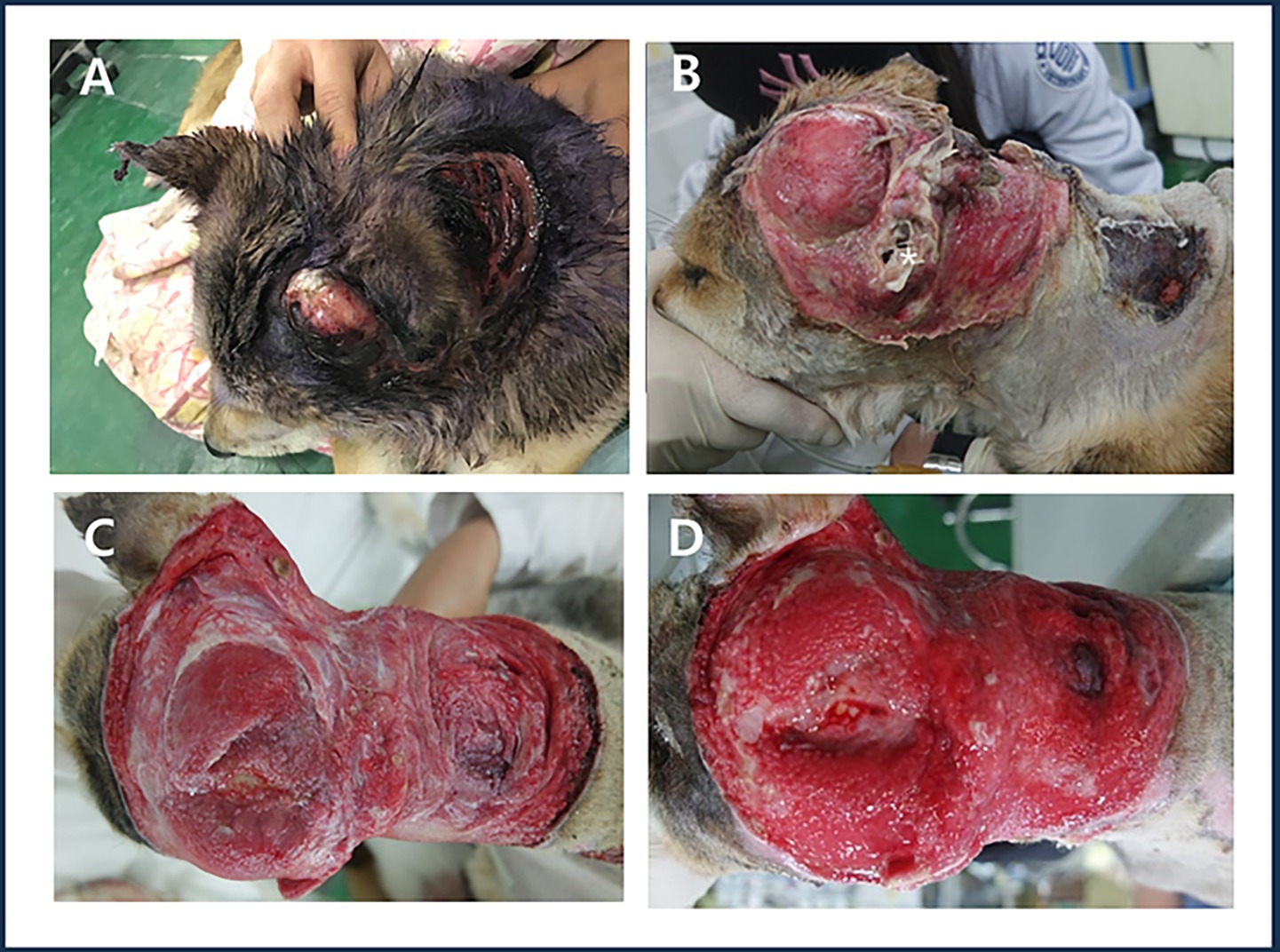 Images A to D show a dog's head with severe skin lesions. Image A depicts fur covering a swollen area. Image B shows a large, exposed, and raw wound on the head. Images C and D display close-ups of the raw, red, and extensive skin damage.
