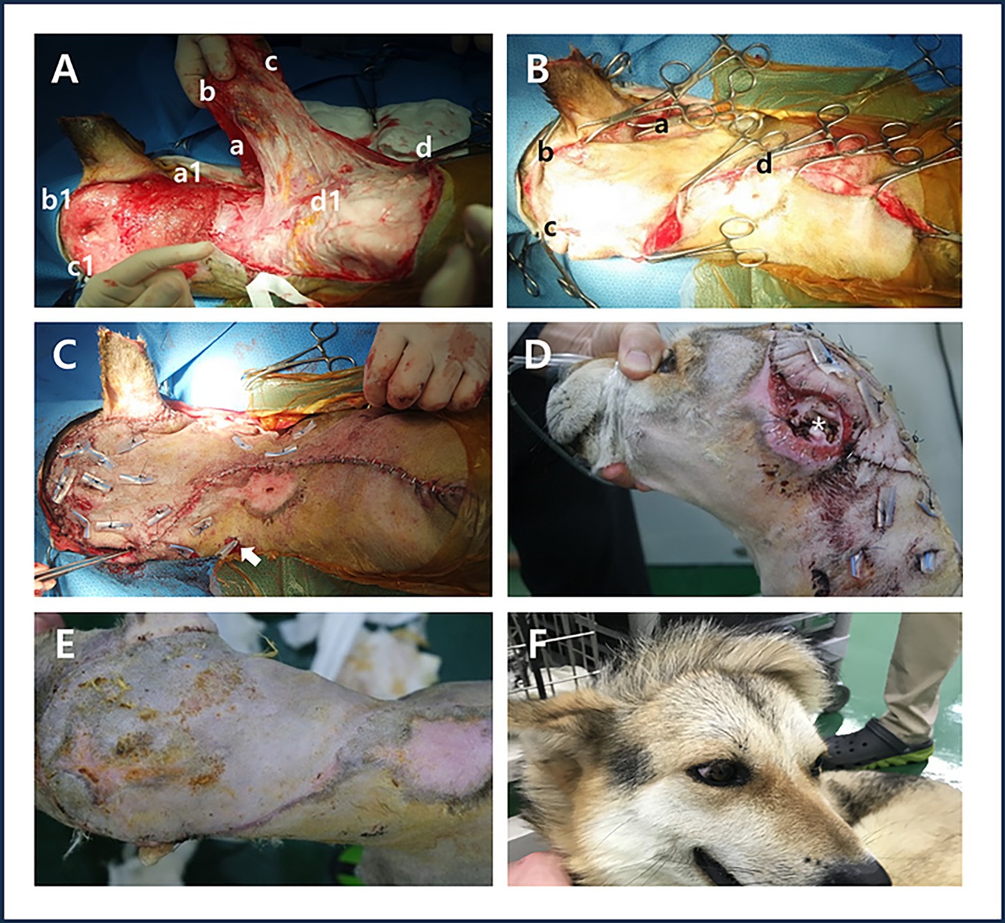 Six images depict stages of a surgical procedure on a dog's leg. Image A shows marked sections labeled a through d on the exposed tissue. Image B displays the flaps held with surgical clamps. Image C shows the sutured wound with arrows indicating specific areas. Image D highlights the dog's head and ear with surgical staples. Image E focuses on the healing progress of the leg area. Image F shows the dog post-recovery, looking alert and calm.