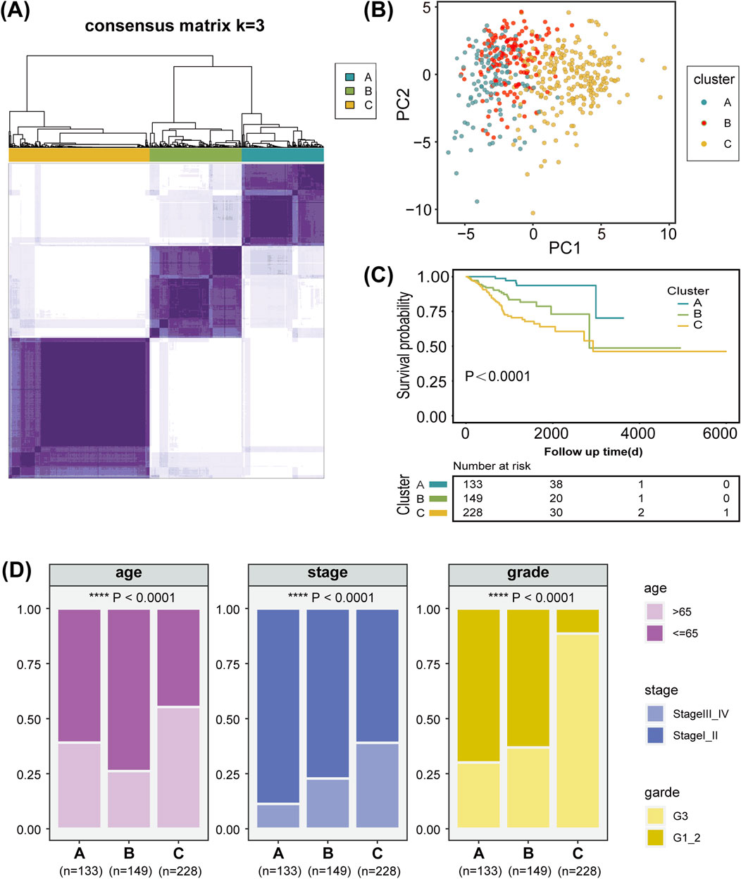 (A) Consensus matrix heatmap with k=3 clusters, showing clusters A, B, and C. (B) PCA plot with three clusters differentiated by color. (C) Kaplan-Meier survival curves for the clusters, with significant differences (P<0.0001). (D) Bar charts for age, stage, and grade distributions among clusters, highlighting significant associations (P<0.0001) with clusters A, B, and C.