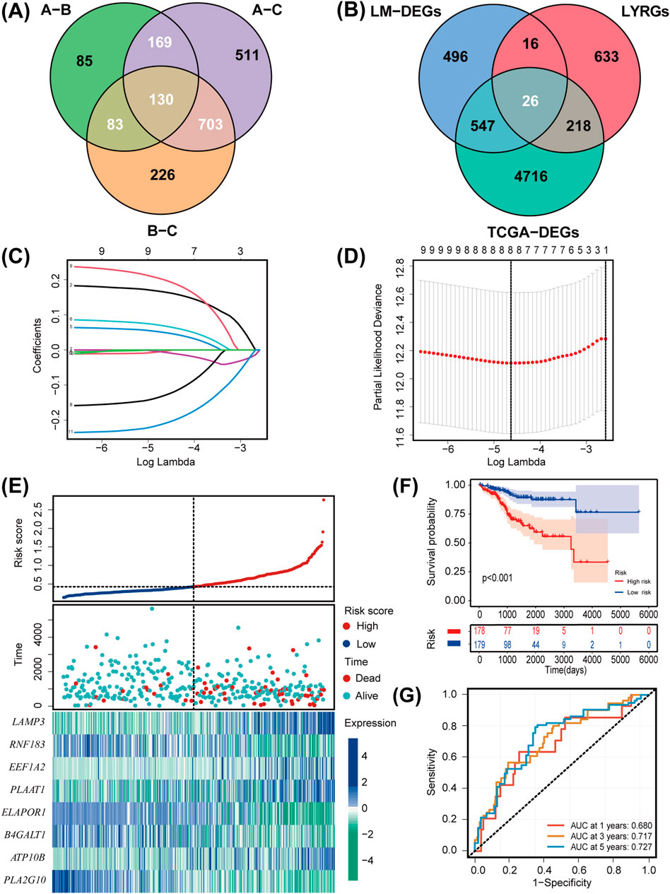 (A) Venn diagram showing gene overlap among A-B, A-C, and B-C groups. (B) Venn diagram illustrating overlap between LM-DEGs, LYRGS, and TCGA-DEGs. (C) Graph depicting coefficients vs. log lambda for gene expression. (D) Partial likelihood deviance vs. log lambda plot. (E) Risk score plot separating high and low risk with a heatmap of gene expressions LAMP3, RNF183, EEF1A2, PLAAT1, ELAPOR1, BGALT1, ATP10B, PLA2G10. (F) Survival probability graph for high and low risk groups. (G) ROC curves displaying AUC at 1, 3, and 5 years.