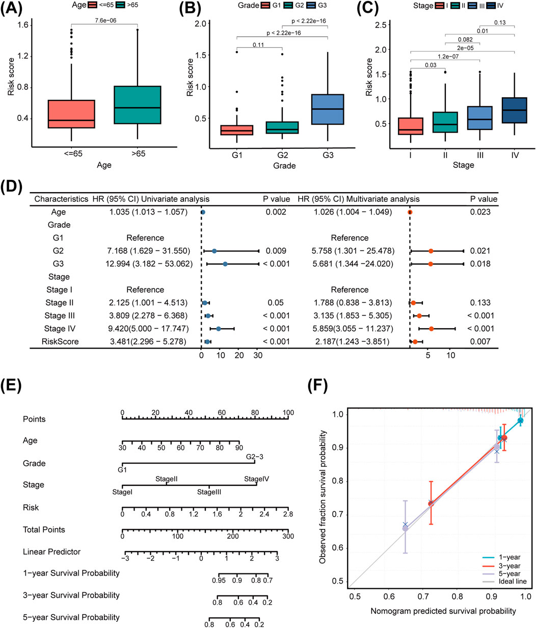 (A) Box plots showing risk scores for age groups younger than or equal to 65 and older than 65, with statistical significance indicated. (B) Box plots illustrating risk scores across different grades (G1, G2, G3) with p-values for comparisons. (C) Box plots showing risk scores for cancer stages I to IV with p-values. (D) Table and forest plots displaying hazard ratios and p-values for various factors like age, grade, and stage in univariate and multivariate analyses. (E) Nomogram for predicting survival probability based on points, age, grade, stage, and risk. (F) Calibration plot comparing observed and predicted survival probabilities for one, three, and five years.
