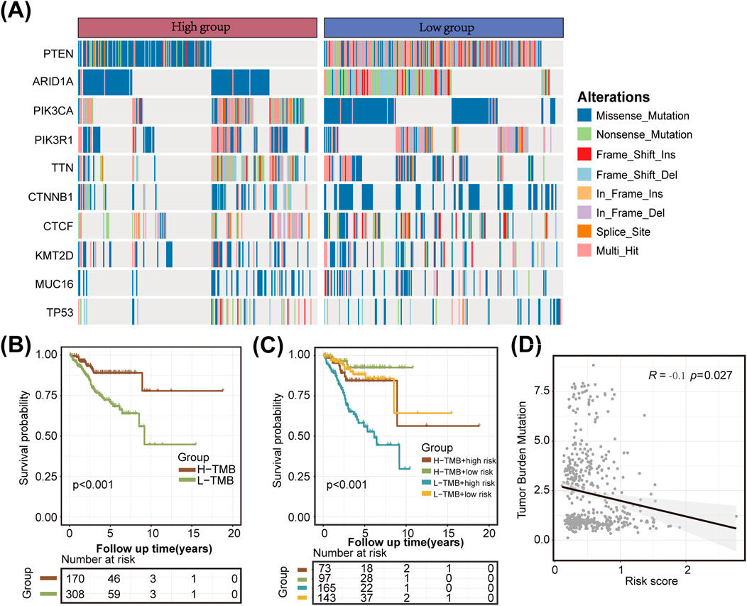 Panel (A) shows a heatmap of gene mutations comparing high and low groups, categorized by types of alterations such as missense mutations, nonsense mutations, and others. Panel (B) presents a survival probability curve based on high and low tumor mutation burden (TMB) groups over time in years. Panel (C) displays survival probability for high-risk and low-risk groups within TMB categories, with a significant separation in outcomes. Panel (D) is a scatter plot illustrating a negative correlation between tumor burden mutation and risk score, with a correlation coefficient R of -0.1 and a p-value of 0.027.