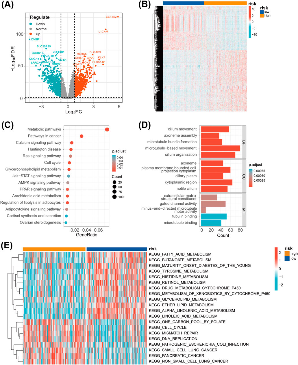 (A) A volcano plot showing regulated gene expression with data points indicating upregulation (red), downregulation (blue), and normal regulation (gray). (B) A heatmap illustrating gene expression risk levels from low (blue) to high (orange). (C) A dot plot presenting various pathways such as metabolic and signaling pathways with gene ratios and adjusted p-values indicated by dot size and color. (D) Bar charts of biological processes, cellular components, and molecular functions with counts and adjusted p-values for each item. (E) Another heatmap of different KEGG pathways with risk levels from low (blue) to high (orange).