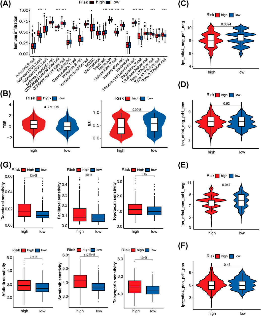Composite image showing various charts related to risk categories. Panel (A) features box plots depicting immune infiltration across cell types, distinguished by high and low risk, indicating significant differences in infiltration. Panel (B) contains violin plots comparing TIDE and MSI between high and low risk, with noted statistical significance. Panels (C) through (F) display violin plots of specific gene expressions across risk groups, some with significant differences. Panel (G) presents box plots showing drug sensitivity differences between high and low risk categories, with significant p-values marked. Each chart separates data by high and low risk using red and blue colors, respectively.