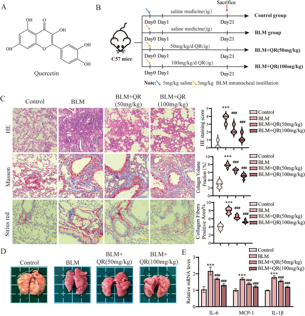 Section A shows the chemical structure of Quercetin. Section B displays a diagram of an experimental timeline using C57 mice in different treatment groups: Control, BLM, BLM+QR (50mg/kg), and BLM+QR (100mg/kg). Section C presents histological images stained with HE, Masson, and Sirius red across different treatment groups, with corresponding graphs showing HE staining score, collagen volume fraction, and collagen fibers positivity. Section D features images of mice lungs from each group. Section E presents a bar graph showing relative mRNA levels of IL-6, MCP-1, and IL-1β for each group.