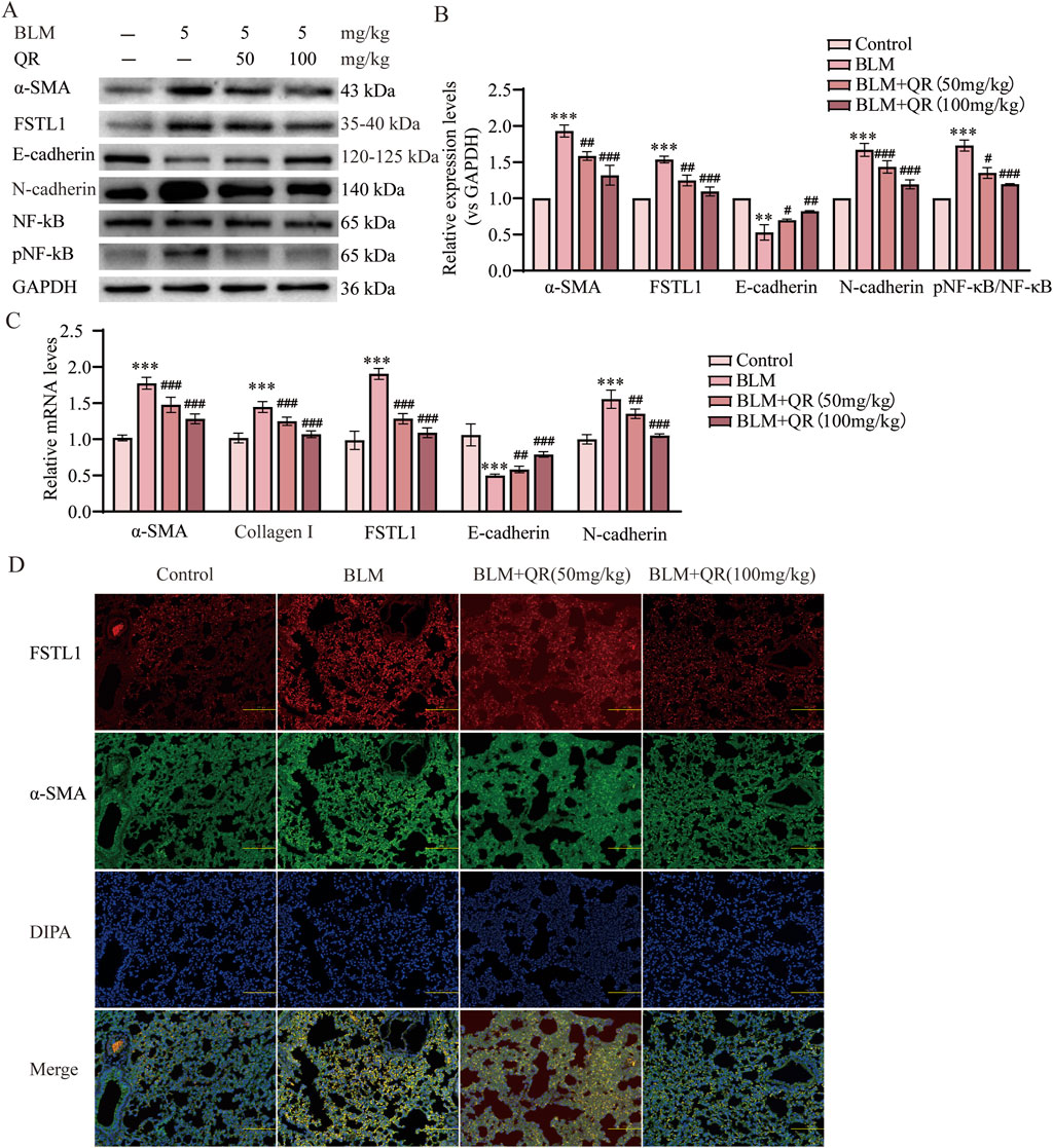 Western blot and bar graphs showing the effects of BLM and QR treatments on protein and mRNA expression levels in lung tissue. Panel A presents the protein bands for α-SMA, FSTL1, E-cadherin, N-cadherin, NF-kB, pNF-kB, and GAPDH. Panels B and C show bar graphs for the relative expression and mRNA levels of these proteins. Panel D displays fluorescent microscopy images indicating FSTL1, α-SMA, and DAPI staining in control and treated groups, with merged images showing colocalization. Statistical significance is indicated by asterisks and hash symbols.