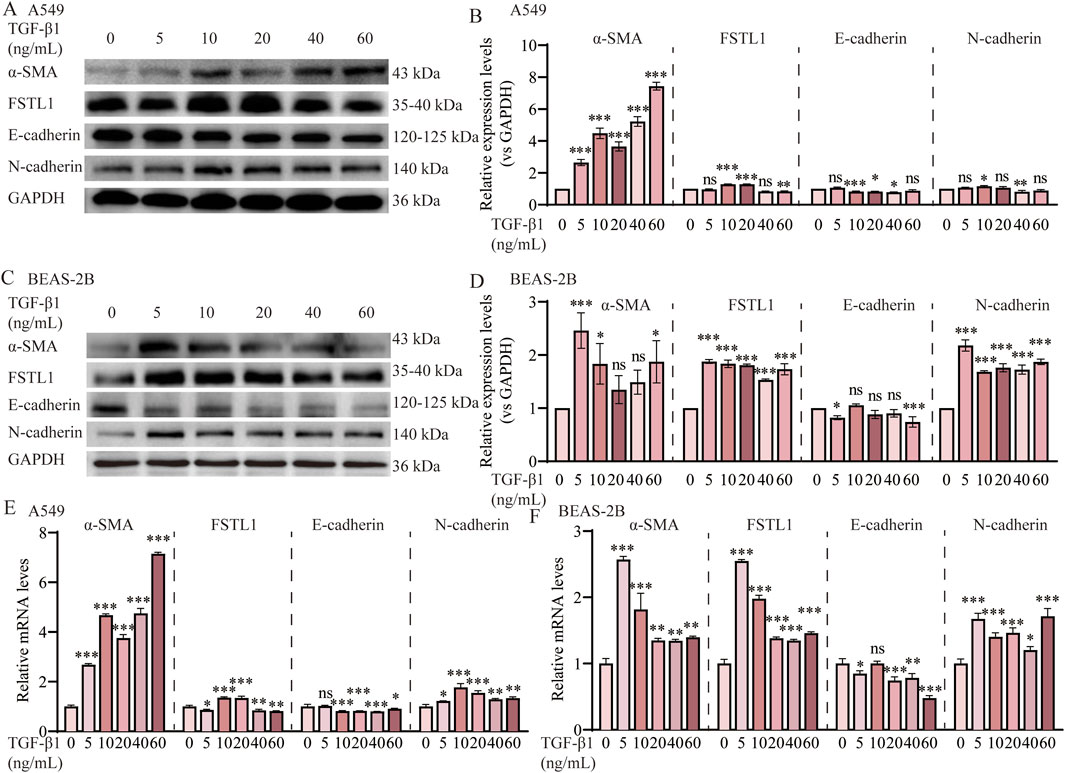 Western blot and bar graphs depicting the expression of proteins and mRNA levels in two cell lines, A549 and BEAS-2B, treated with varying concentrations of TGF-β1. Panels A and C show protein expression for α-SMA, FSTL1, E-cadherin, N-cadherin with GAPDH as a control. Panels B and D display corresponding relative expression levels. Panels E and F show mRNA levels of the same proteins, indicating changes in gene expression. Statistical significance is marked with asterisks.