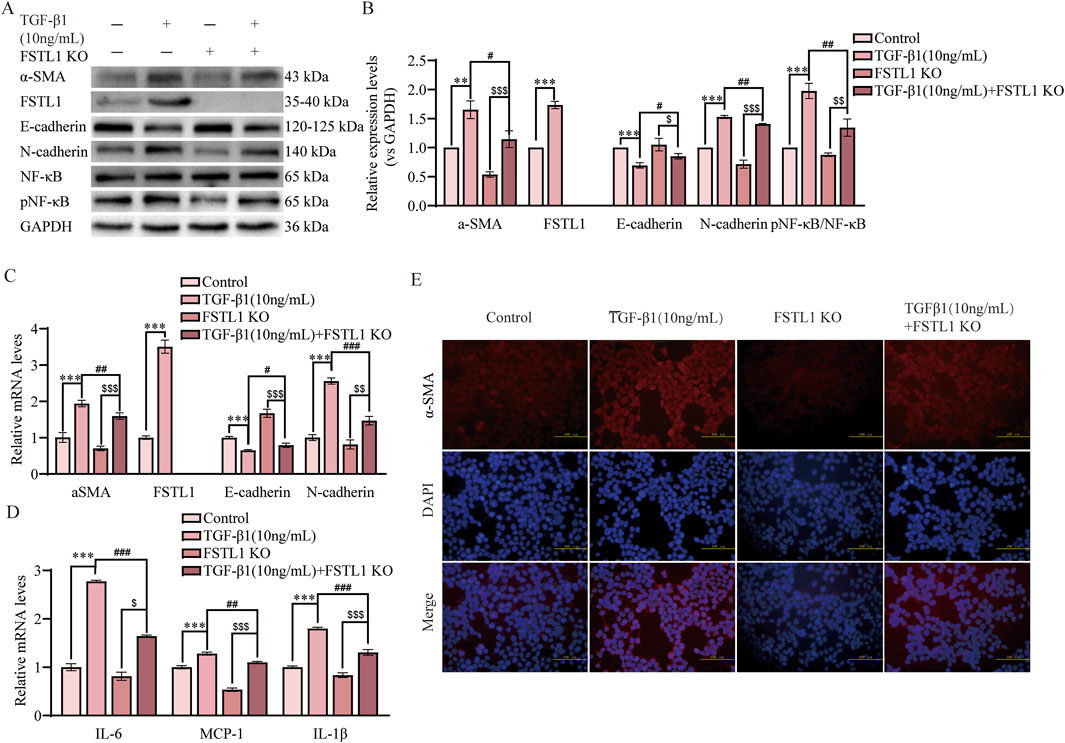 Western blot and bar graphs in panels A to D show the effects of TGF-β1 and FSTL1 KO on protein and mRNA levels of α-SMA, FSTL1, E-cadherin, N-cadherin, and NF-κB. Significant differences are indicated with asterisks and symbols. Panel E presents immunofluorescence images with α-SMA and DAPI staining under different conditions: control, TGF-β1, FSTL1 KO, and combined treatment, highlighting morphological differences and protein expression.