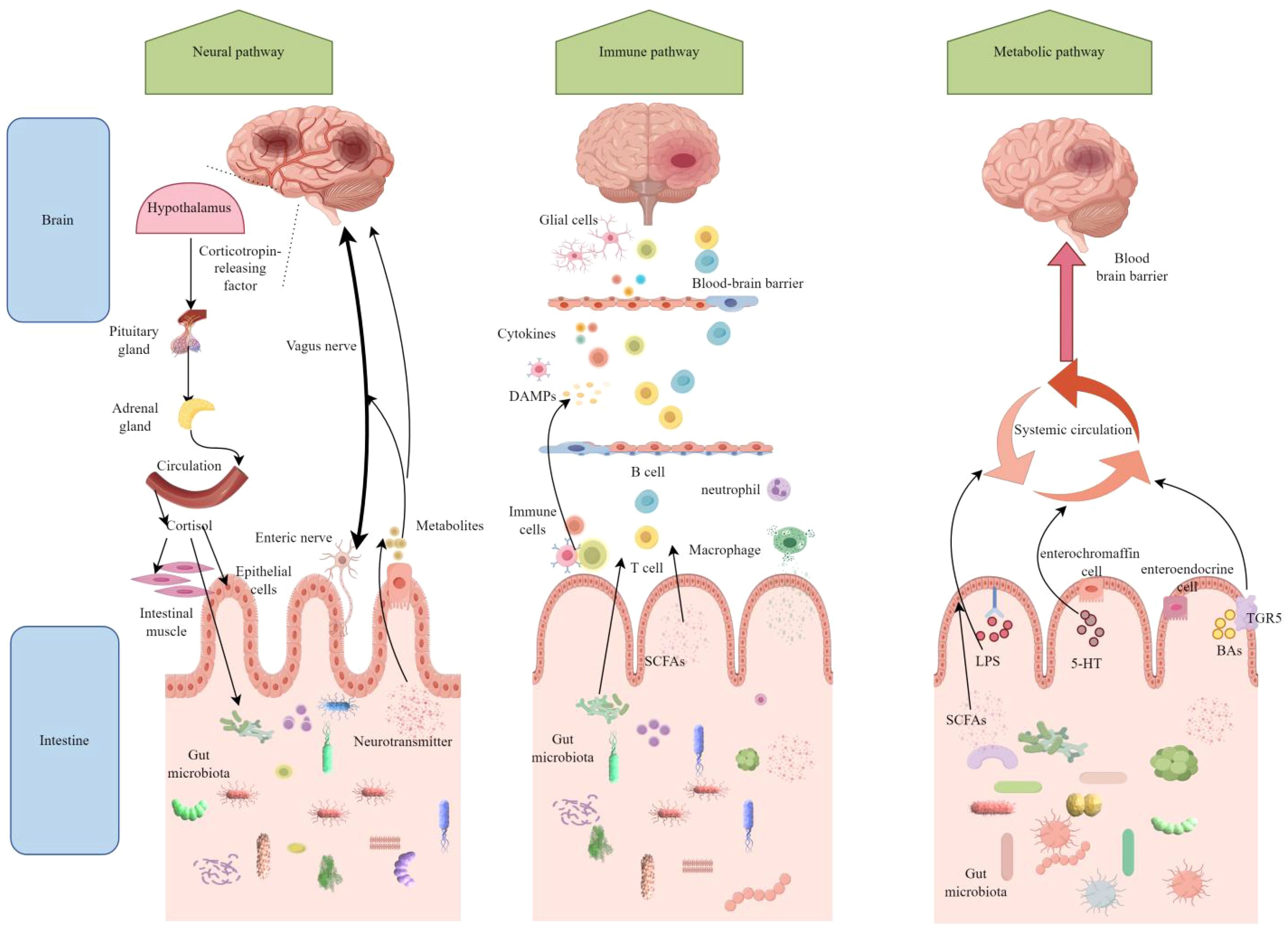 Diagram depicting three pathways: neural, immune, and metabolic, illustrating interactions between the brain and intestine. The neural pathway involves the vagus nerve and neurotransmitters, the immune pathway includes cytokines and immune cells, and the metabolic pathway shows systemic circulation and blood-brain barrier interactions. Each pathway highlights gut microbiota's role.