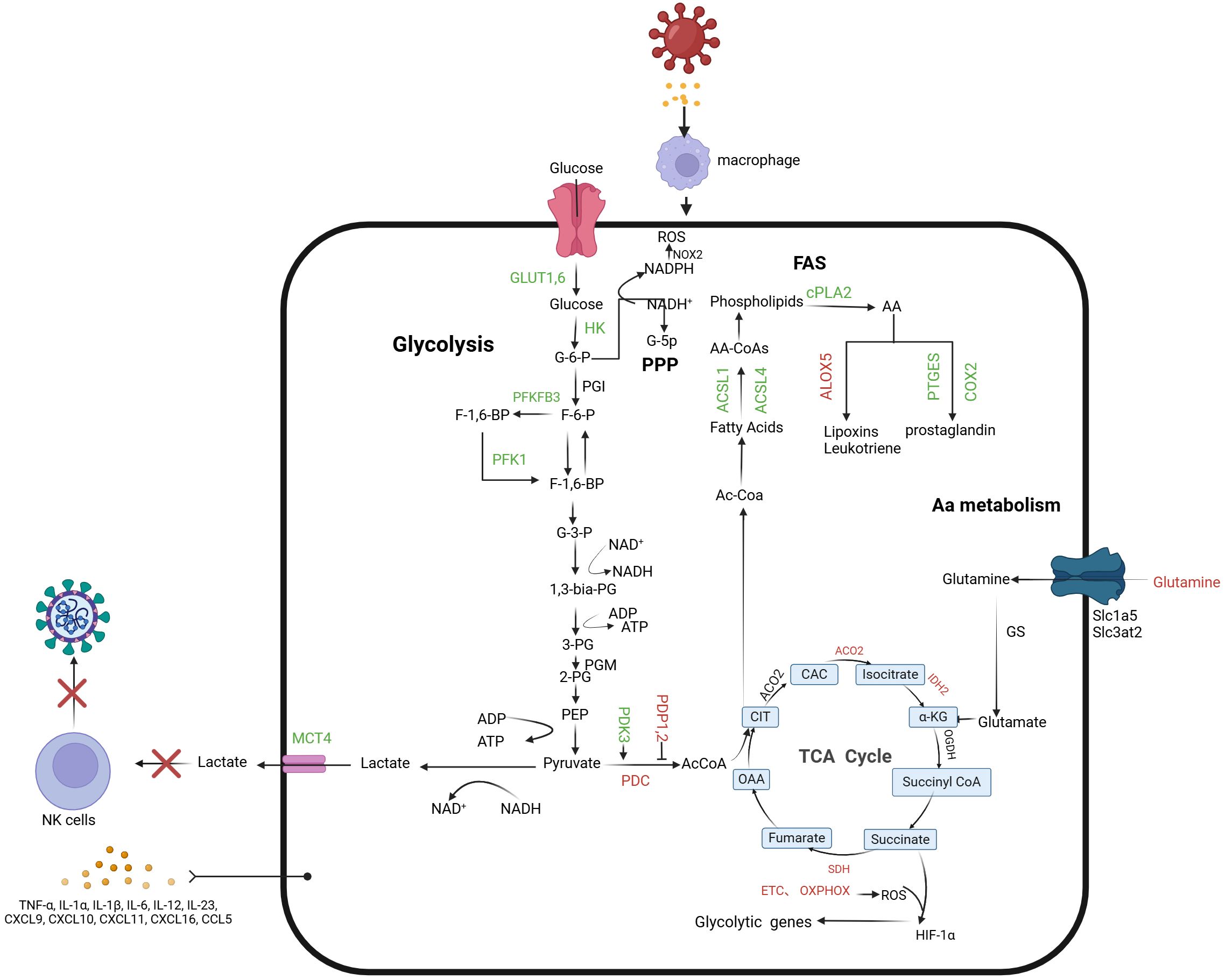 Diagram illustrating macrophages in the early stage of chronic infection, , including glycolysis and fatty acid synthesis (FAS). Glucose enters through GLUT1, undergoing glycolysis to form pyruvate and lactate, which is exported via MCT4. The TCA cycle processes acetyl-CoA, while glutamine contributes to amino acid metabolism. Key enzymes and products are highlighted, such as ROS production and NADPH's role. Pathways are interconnected with various metabolic processes, signaling inhibition of NK cells and cytokine production. The diagram emphasizes the metabolic complexity of the immune environment during chronic infection.