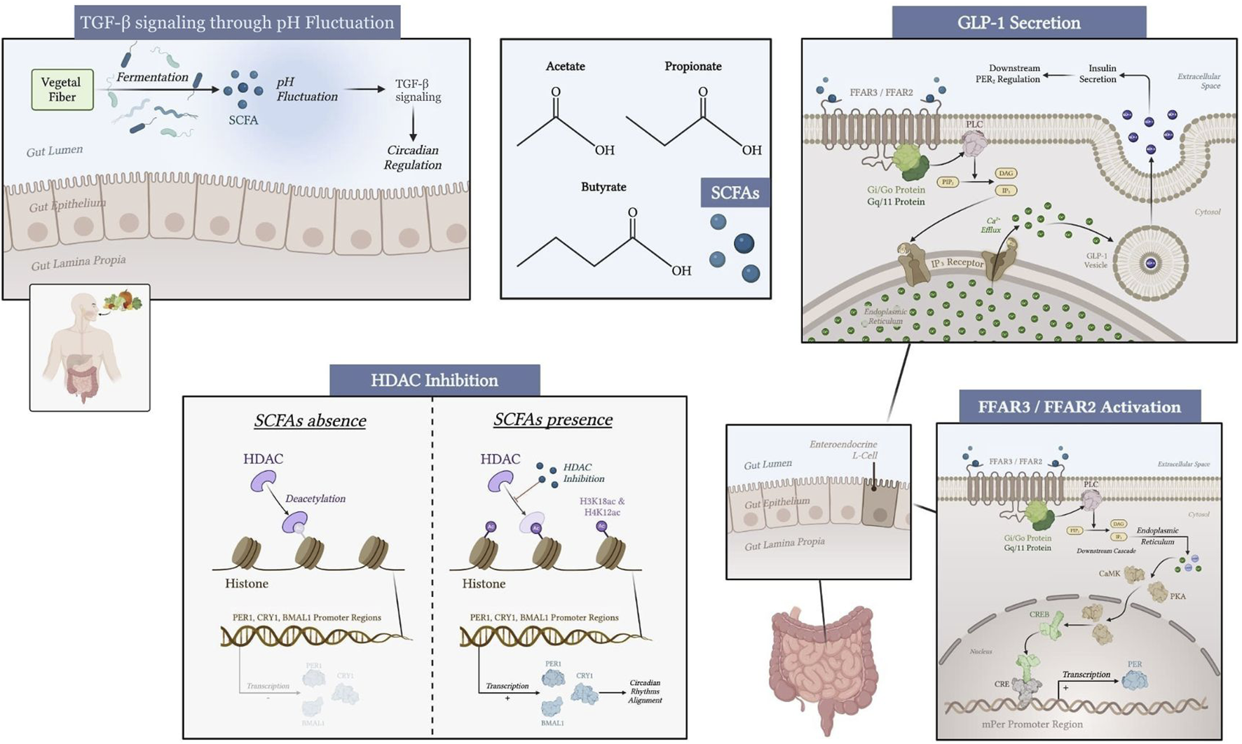 Flowchart of a systematic review process. Identification: 623 records identified, none removed. Screening: 622 screened, 592 excluded. Retrieval: 30 sought, 8 not retrieved. Eligibility: 22 assessed, 14 excluded. Inclusion: 8 articles in final review.