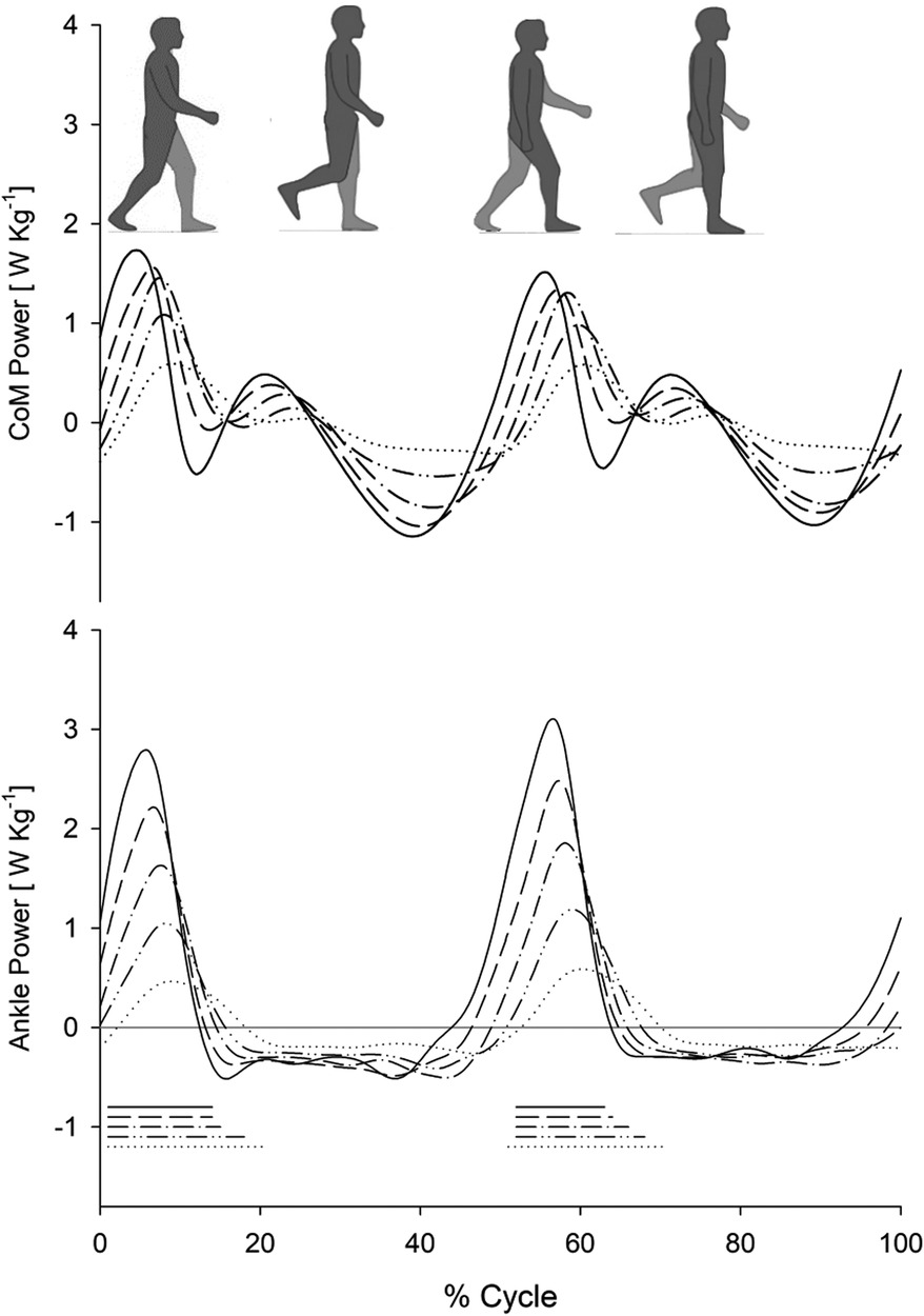 Graph comparing center of mass (CoM) and ankle power in watts per kilogram over a walking cycle percentage. Multiple lines depict different gait speeds. Top section shows CoM power, and bottom section shows ankle power. Walking silhouettes are above the graphs.