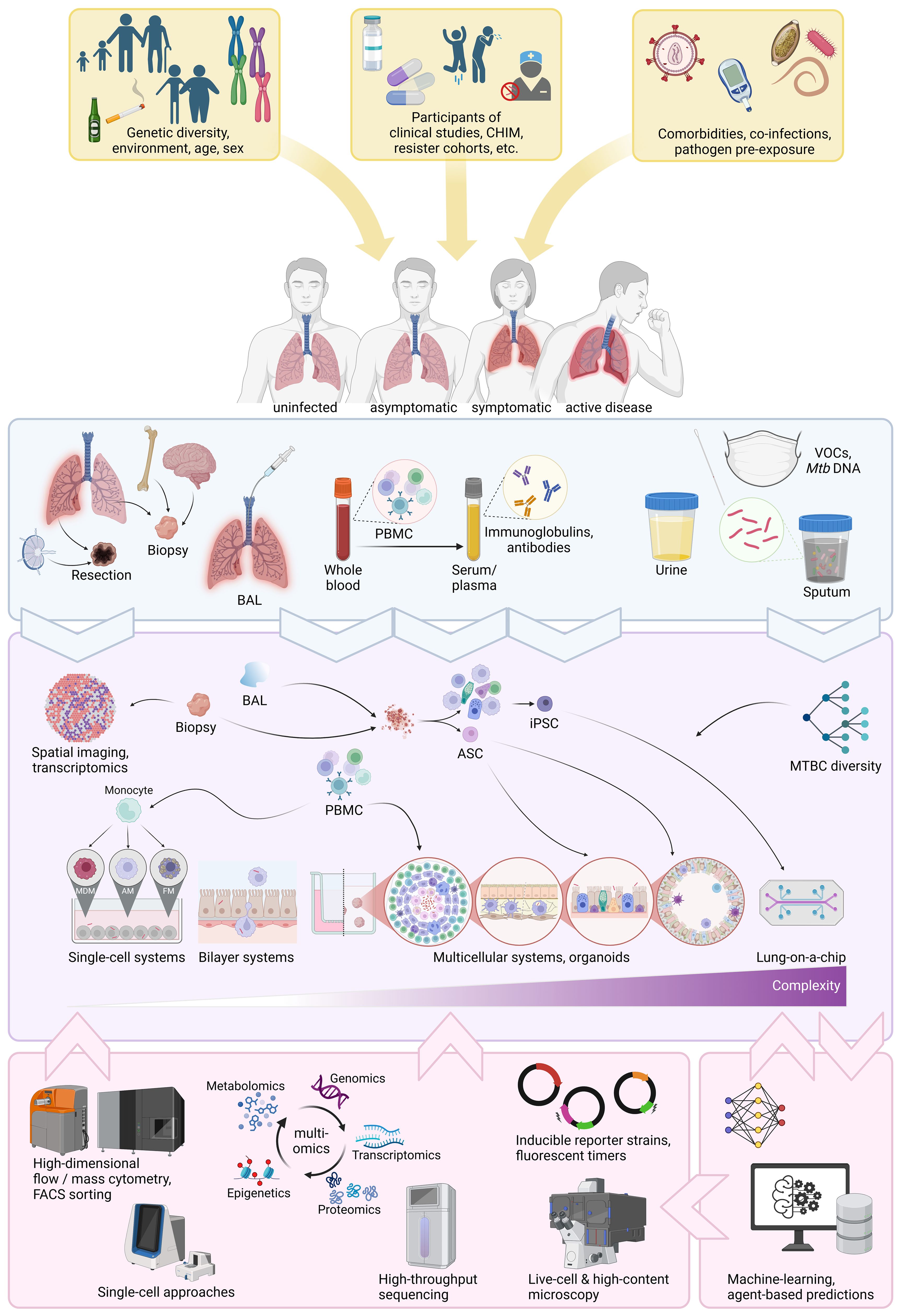 Visual representation of factors contributing to the diverse presentation of the tuberculosis (TB) disease spectrum. Overview of sources of human specimens, like resection, biopsy blood, urine and sputum. Overview of in vitro systems these human specimens may be subjected to, ranging from single-cell systems, organoids to lung-on-a-chip. Multi-omics techniques, such as genomics and proteomics, alongside high-dimensional and high-content analysis tools applicable to the in vitro systems and computational tools facilitating harnessing of data.
