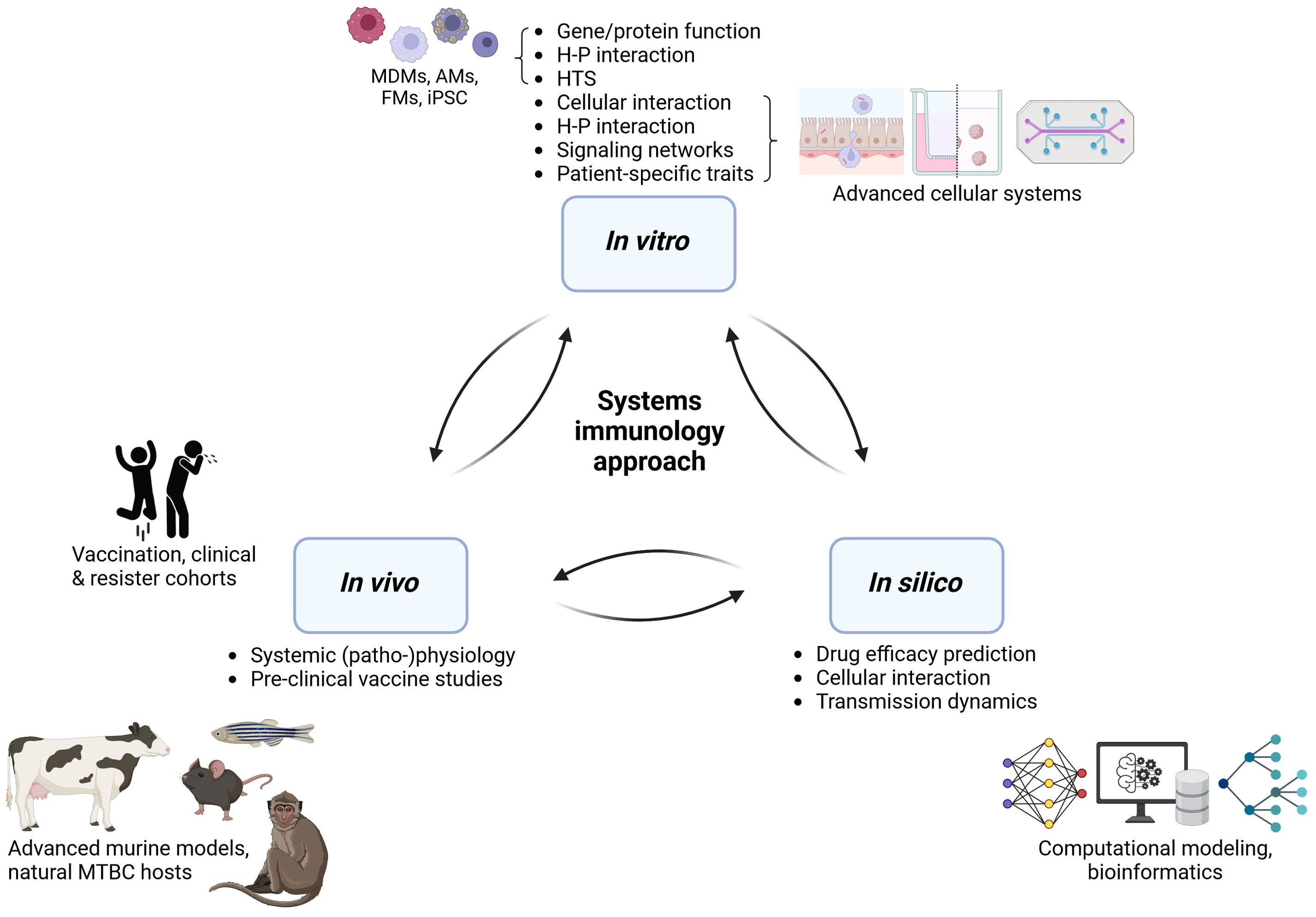Diagram illustrating a systems immunology approach comprising in vitro, in vivo, and in silico elements. In vitro involves gene/protein function in single-cell systems and cellular interactions in more complex systems. In vivo focuses on systemic physiology and vaccine studies with murine models, and natural MTBC hosts. In silico includes drug efficacy prediction, transmission dynamics and cellular interactions using computational modeling and bioinformatics. Arrows connect these elements, emphasizing their interrelationship.