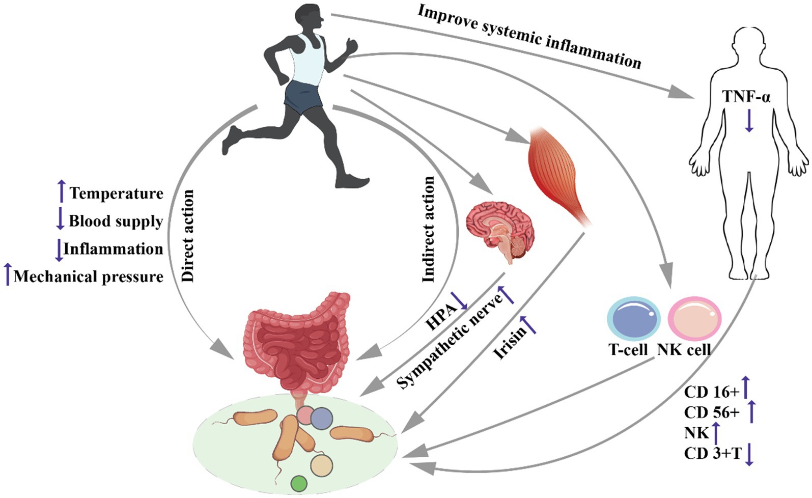 Illustration shows the effects of exercise on inflammation and immune response. A running figure influences temperature, blood supply, inflammation, and mechanical pressure, leading to direct and indirect actions. Direct action affects the intestines and gut microbes, while indirect action impacts the brain, muscles, and immune cells, such as T-cells and NK cells. The process enhances systemic inflammation improvement and lowers TNF-alpha levels, involving aspects like HPA axis, sympathetic nerve activity, and irisin levels. The changes in immune cells include increased CD16+, CD56+, NK cells, and decreased CD3+T cells.