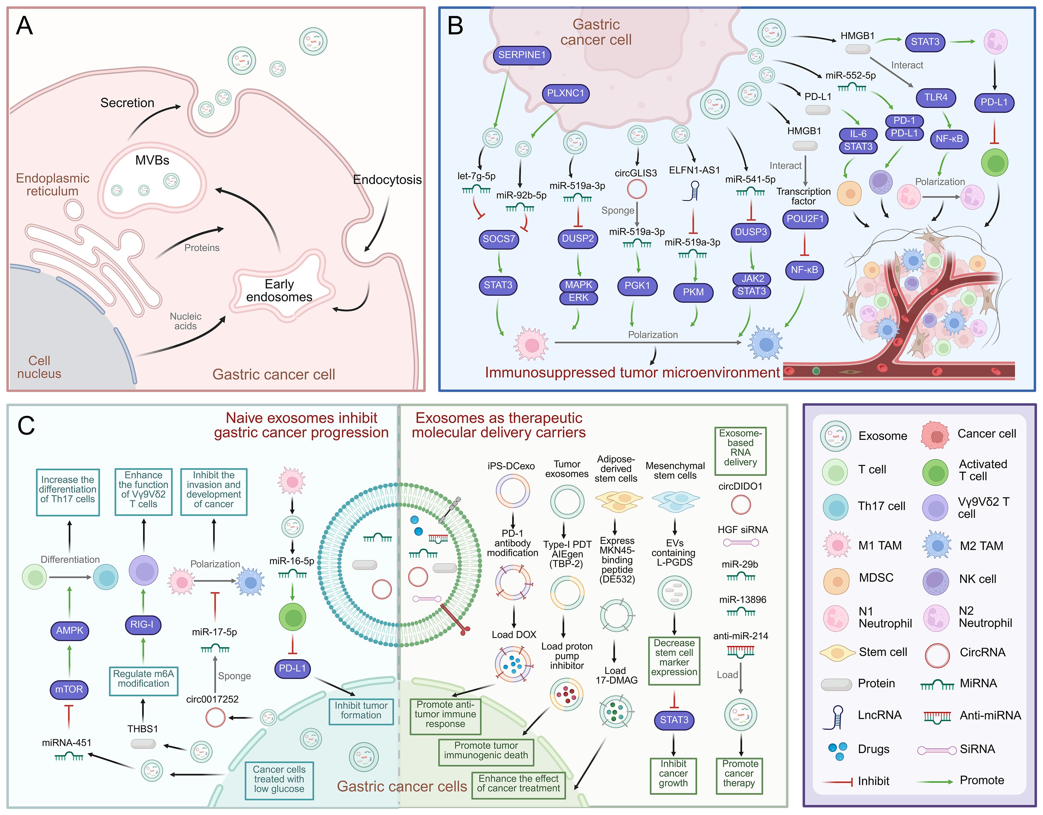 Diagram illustrating gastric cancer mechanisms and therapeutic strategies. Panel A shows exosome secretion and uptake in gastric cancer cells. Panel B depicts molecular interactions within an immunosuppressed tumor microenvironment. Panel C contrasts exosome roles: inhibiting cancer progression versus acting as delivery carriers for molecular therapies. Various cell types, proteins, and molecular interactions are labeled, highlighting exosome potential in cancer treatment.