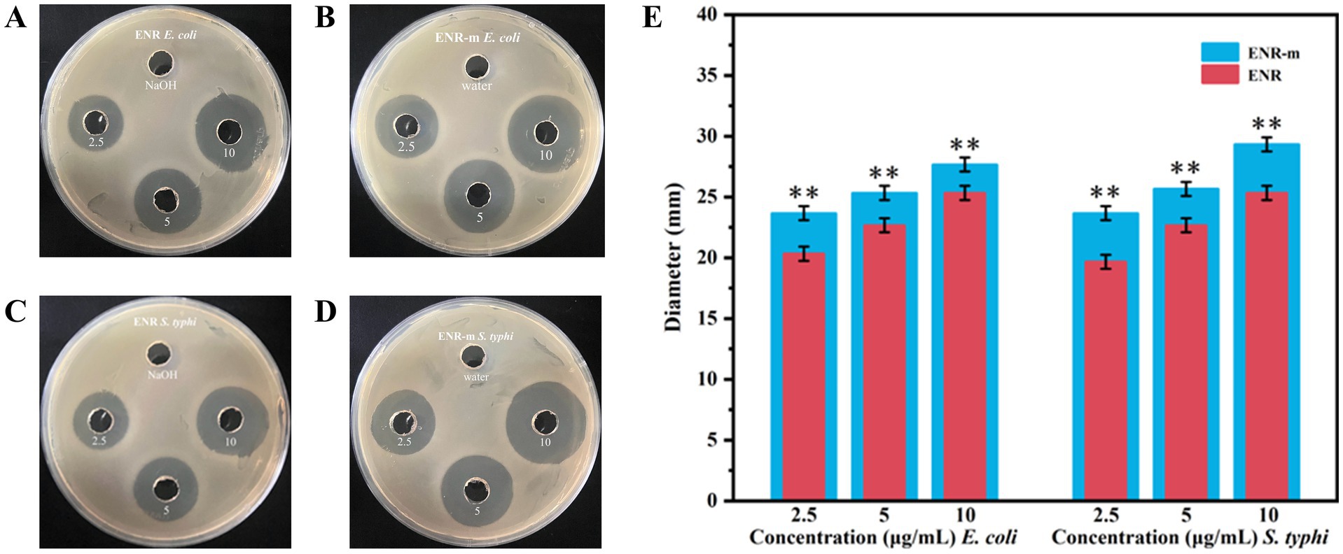 Petri dishes labeled A, B, C, and D show bacterial inhibition with different concentrations of a substance. A and B display results for E. coli using ENR and ENR-m with NaOH and water controls. C and D show results for S. typhi, also comparing ENR and ENR-m. Each dish has zones of inhibition marked with concentrations 2.5, 5, and 10 micrograms per milliliter. Panel E is a bar graph (with blue for ENR-m and red for ENR) showing inhibition zone diameters for different concentrations against E. coli and S. typhi, indicating effectiveness with significant differences marked by asterisks.
