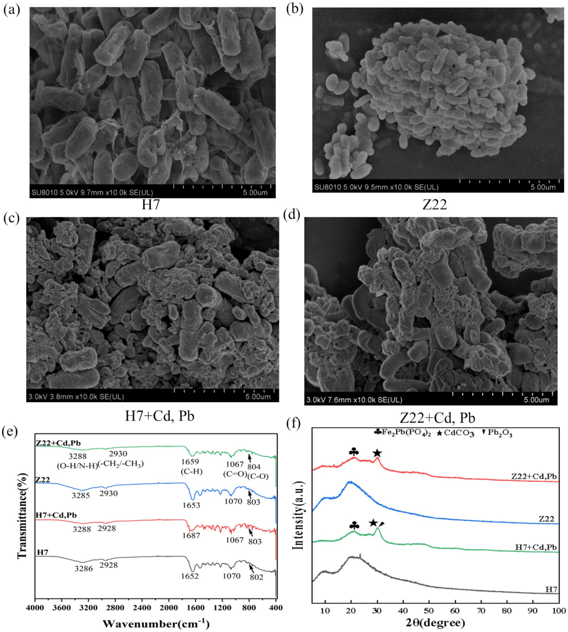 Four scanning electron microscope images show different microstructures labeled H7, Z22, H7+Cd, Pb, and Z22+Cd, Pb. The first two images (a and b) display rod-like and clustered structures. The second pair (c and d) shows varied, denser formations. An FTIR spectrum (e) illustrates transmittance versus wavenumber for various samples, indicating chemical bond information. An XRD pattern (f) presents intensity versus 2θ for the samples, identifying phases like Fe₂Pb(PO₄)₂ and Pb₃O₄.