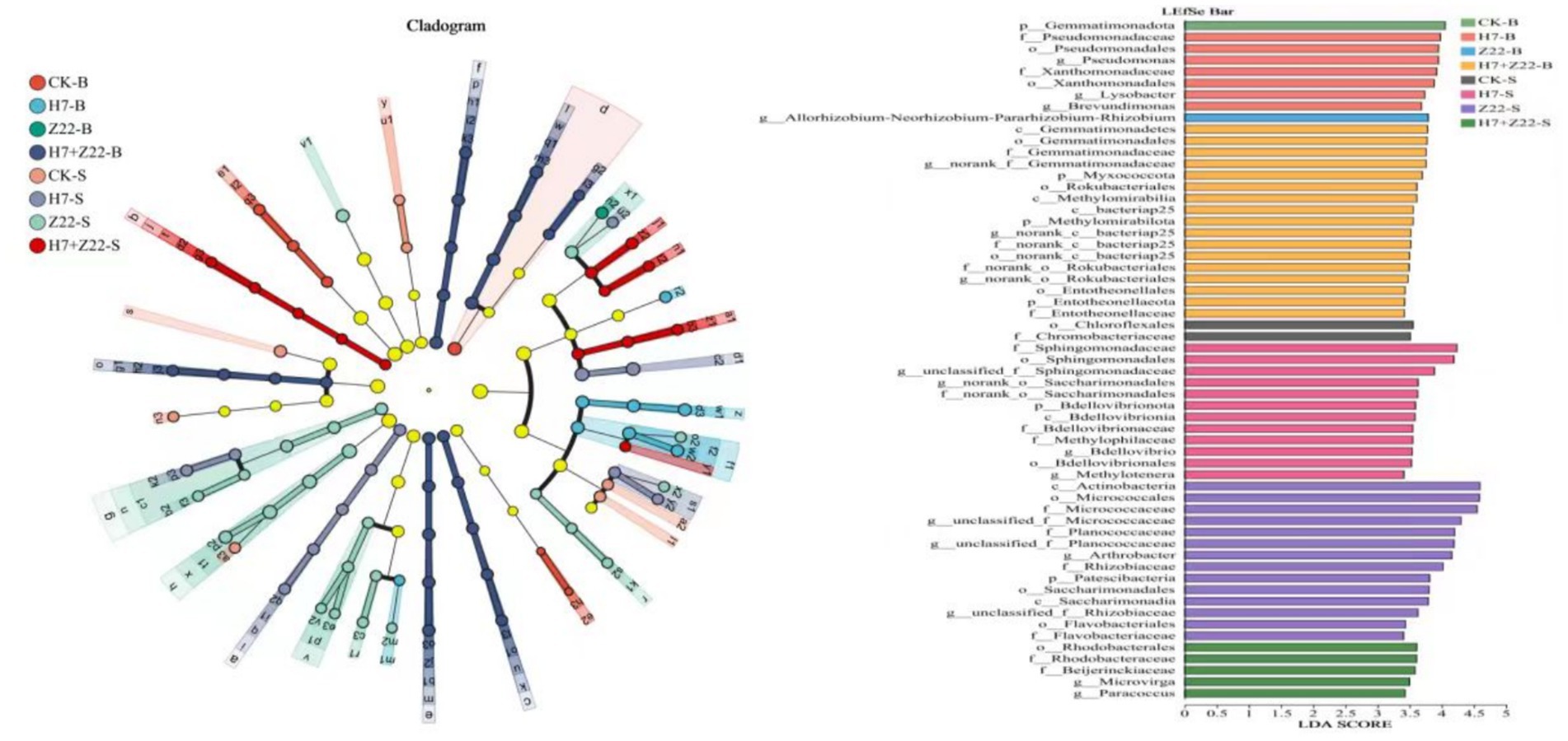 Cladogram on the left shows colored branches representing different bacterial groups with circles. On the right, a bar graph displays bacterial taxa and their corresponding LDA scores, with colors matching the cladogram groups.