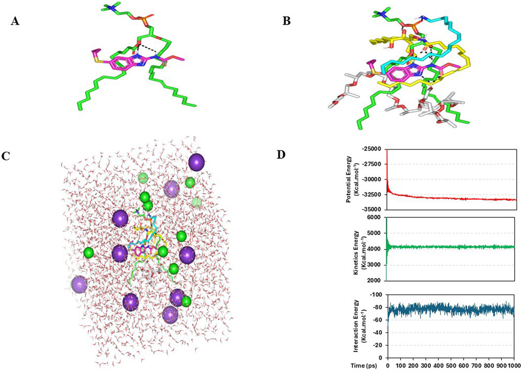 Molecular graphics and simulation data are shown. Image A depicts a colored molecular structure with green, pink, and orange elements. Image B features a more complex molecular structure with additional colors and connections. Image C illustrates a molecular structure within a mixture of colored spheres, likely representing atoms or molecules. Image D contains three graphs showing potential, kinetic, and interaction energies over time, represented by red, green, and blue lines respectively.
