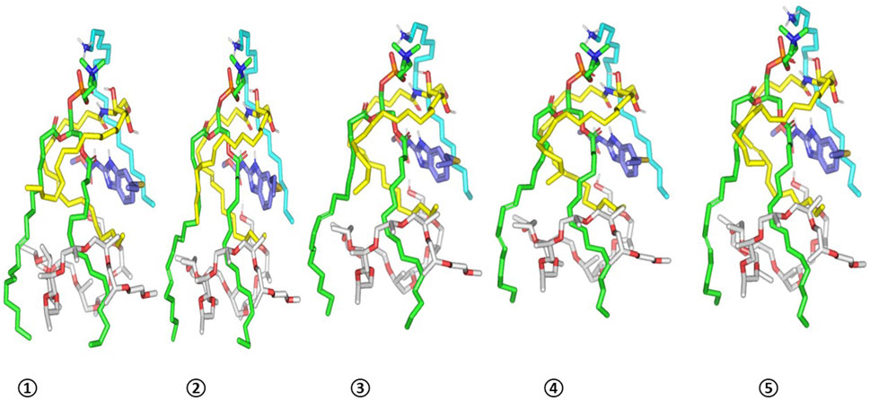 Five molecular structures aligned in a row, each featuring colorful zigzag patterns representing chemical bonds. Structures are marked 1 to 5, showcasing slight variations in bonding configurations and colors, such as green, yellow, cyan, red, and purple elements.