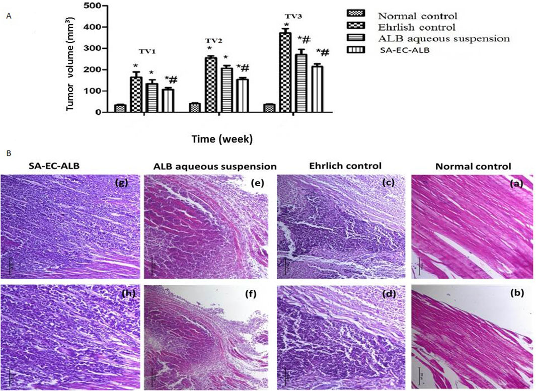 Chart A shows tumor volume changes over three weeks, compared across four groups: normal control, Ehrlich control, ALB aqueous suspension, and SA-EC-ALB. Histological images B illustrate tissue samples under different treatments: normal control (a, b), Ehrlich control (c, d), ALB aqueous suspension (e, f), and SA-EC-ALB (g, h). Each image depicts tissue structure, with variations in density and staining indicative of treatment effects.