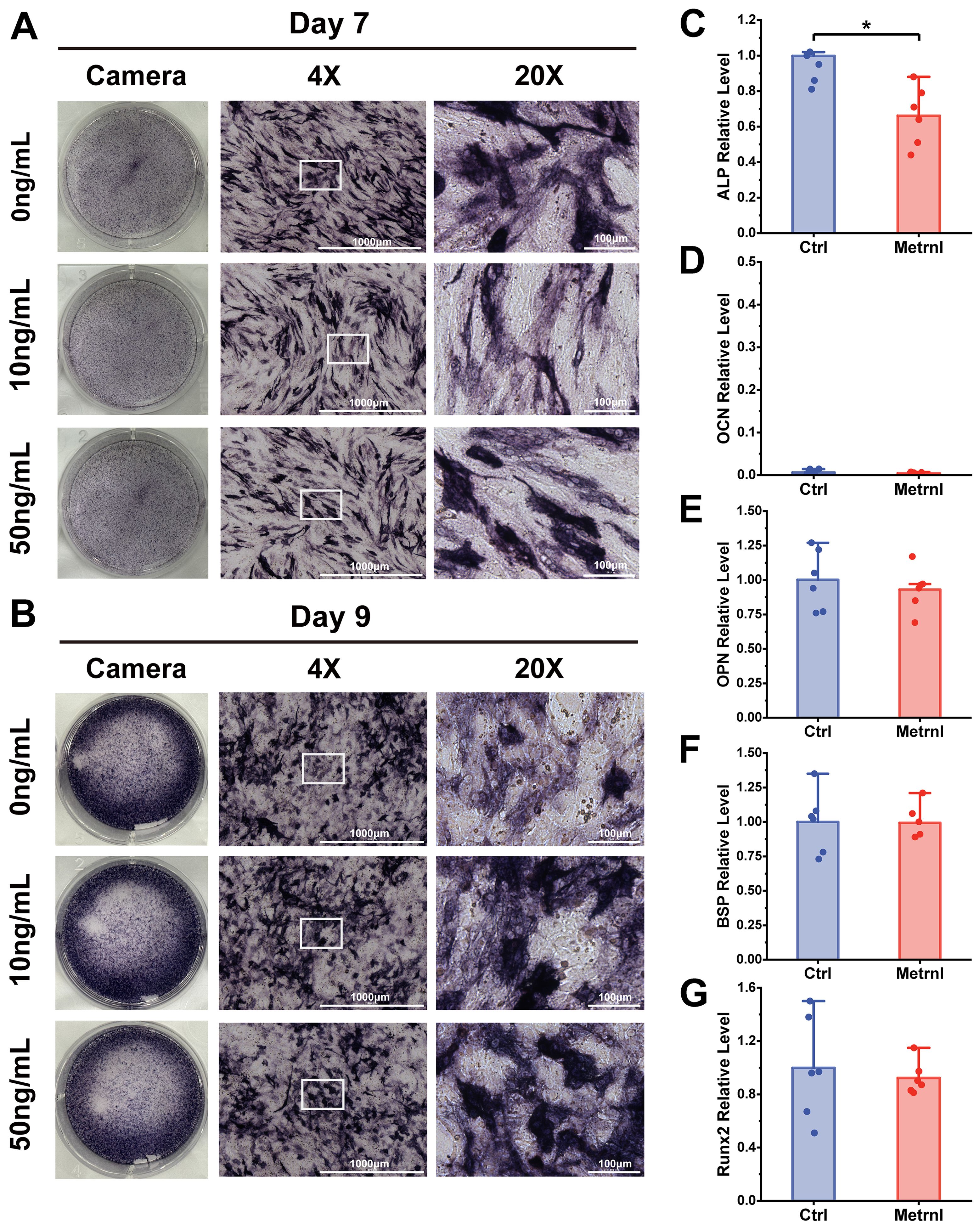 Panel A and B show stained cell cultures for different concentrations of a substance at days 7 and 9. Images are captured at 0x, 4x, and 20x magnifications. Panels C to G depict bar graphs comparing relative levels of ALP, OCN, OPN, BSP, and Runx2 between control and treated groups, with significant differences marked by an asterisk.