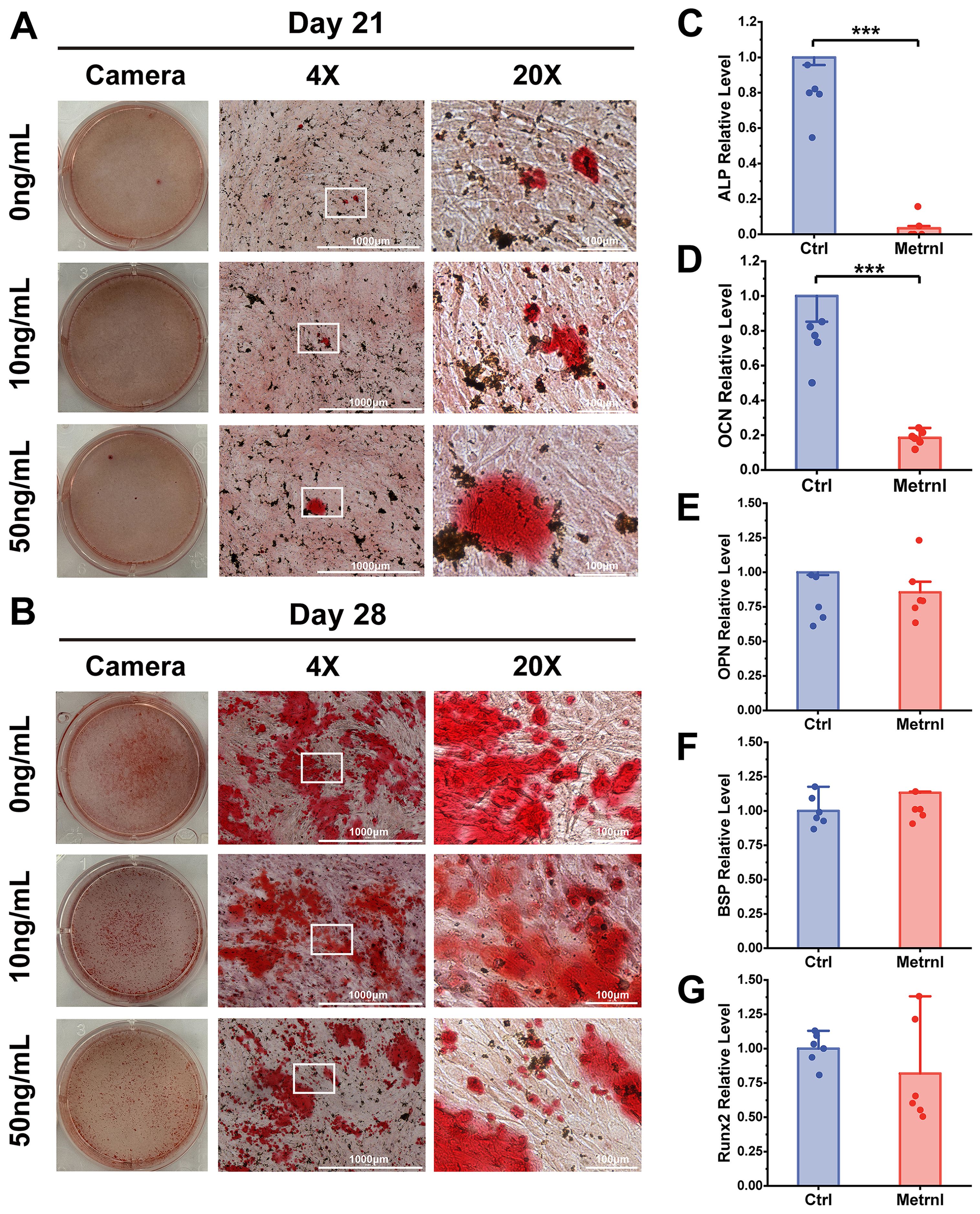Panel A shows images of cell cultures on Day 21 with three concentrations of a substance (0, 10, and 50 nanograms per milliliter) across three magnifications (camera view, 4X, 20X), displaying varying degrees of cell activity. Panel B depicts similar images for Day 28. Graphs C to G illustrate the relative levels of ALP, OCN, OPN, BSP, and Runx2, comparing control with Metrnl, showing significant differences in ALP and OCN levels.