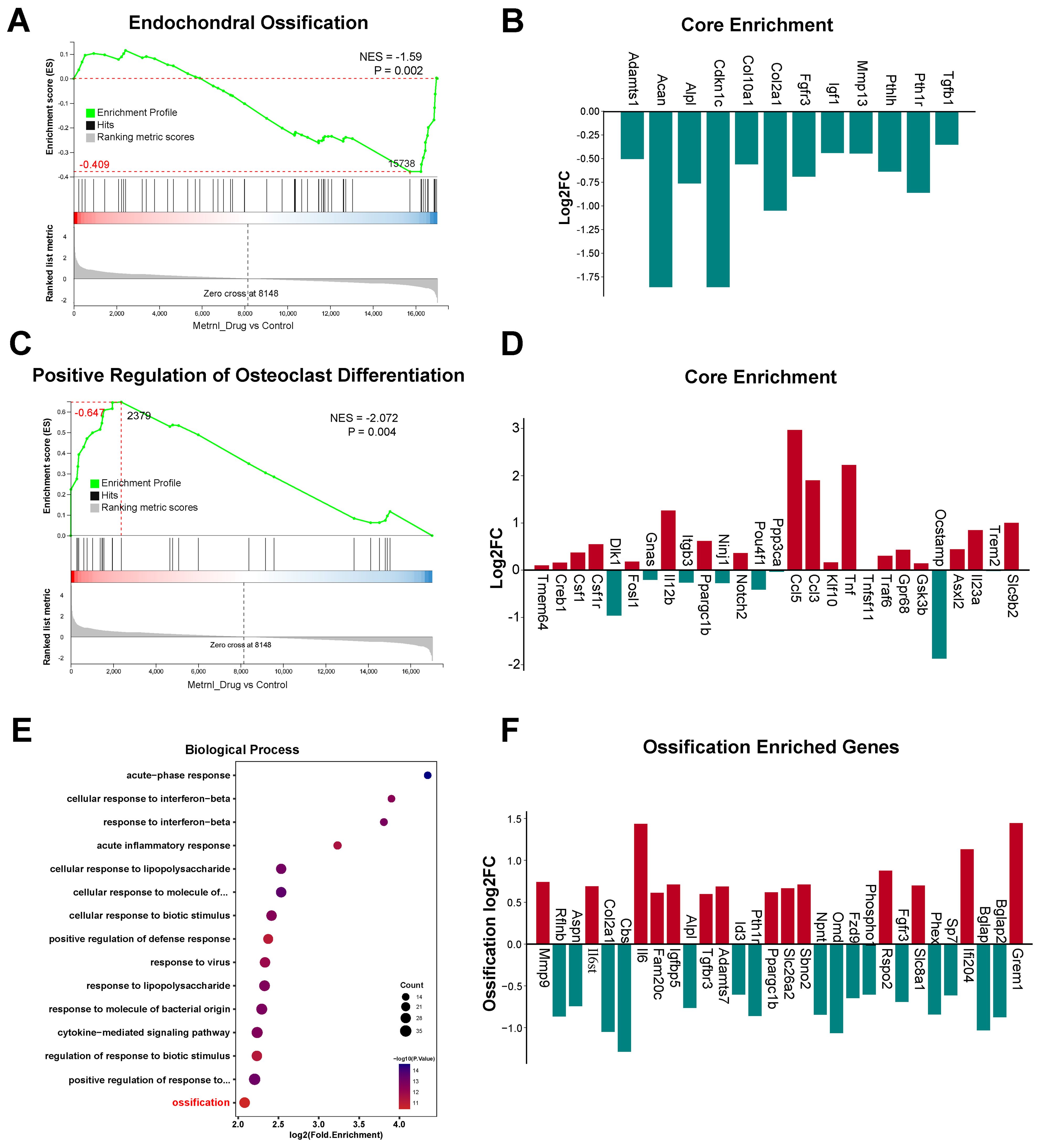 A composite image containing six panels: A. Line graph showing enrichment score profile for endochondral ossification with negative enrichment score. B. Bar chart illustrating core enrichment gene expression for specified genes with negative log2FC values. C. Line graph for positive regulation of osteoclast differentiation, showing negative enrichment score. D. Bar chart depicting core enrichment for different genes with varying log2FC values. E. Dot plot representing enriched biological processes, including cellular responses and regulation, with various enrichment scores and counts. F. Bar chart showing ossification enriched genes with diverse log2FC values.