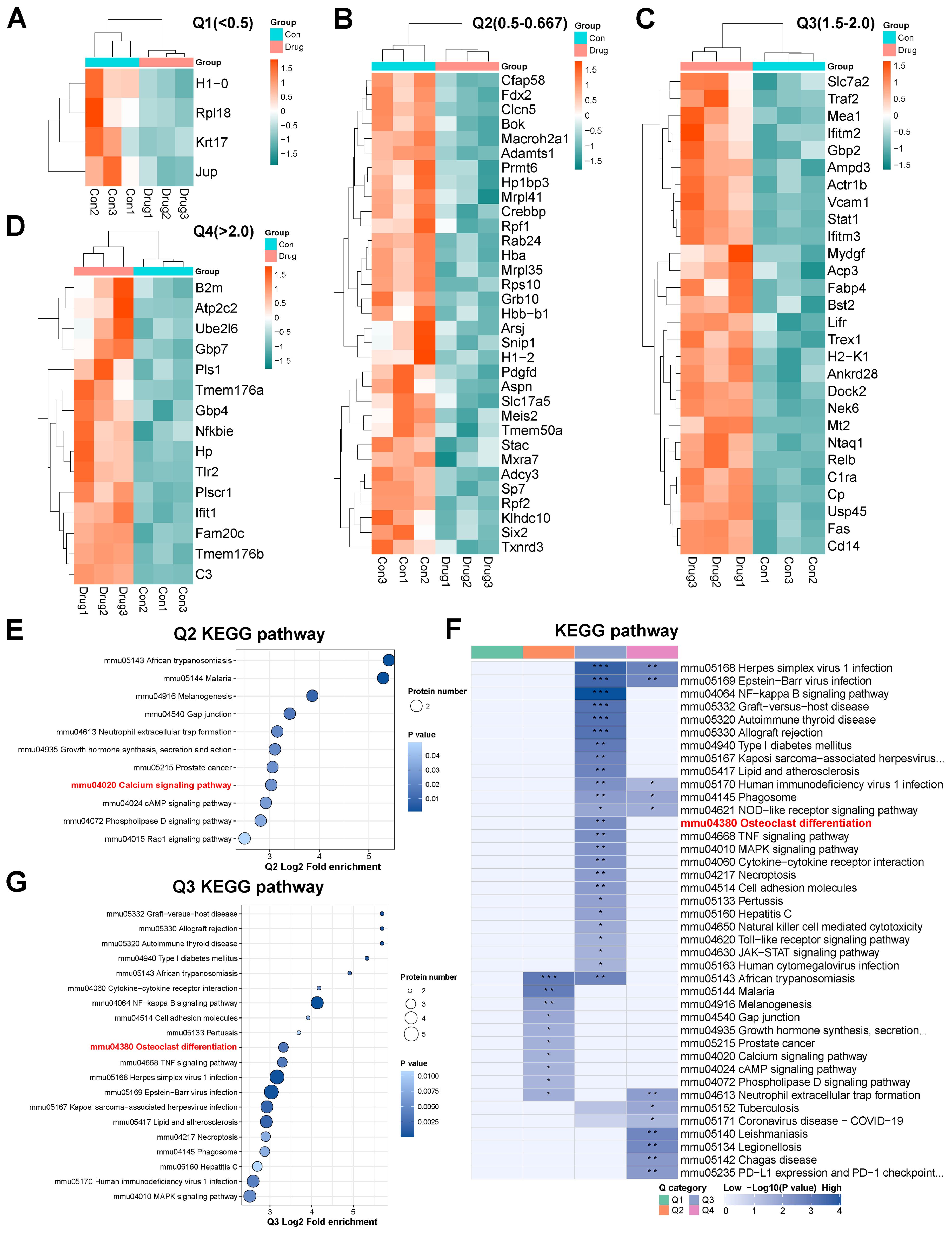 Heatmaps (A-D) show clustered gene expression data across different groups with conditions labeled “Con” and “Drug.” Pathway enrichment analyses (E, G) display KEGG pathways for Q2 and Q3, indicating fold enrichment and associated p-values using bubble charts. Panel F illustrates a KEGG pathway heatmap, highlighting significant pathway categories with varied intensity for Q1 to Q4 based on different p-values.