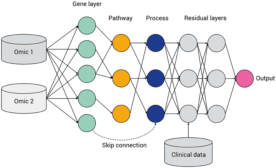 Diagram of a neural network architecture integrating omics and clinical data. Omic 1 and Omic 2 feed into the gene layer, linked to pathway and process layers. Residual layers lead to the output. A skip connection links gene and process layers.