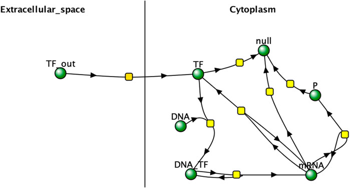 Diagram illustrating a signal transduction pathway. It shows interaction between the extracellular space and cytoplasm, featuring nodes like TF out, TF, DNA, DNA_TF, mRNA, null, and P. Arrows indicate signaling directions between these nodes, with connections denoted by yellow squares.