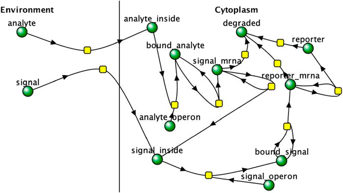 Diagram showing a complex pathway of analytes and signals transitioning from the environment to the cytoplasm. Analytes and signals are represented by green circles, while interactions and processes are depicted with arrows and yellow squares, indicating steps such as binding, signaling, and degradation. Key labels include
