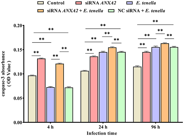 Bar chart showing caspase-3 absorbance values at 4, 24, and 96 hours post-infection, comparing six groups: Control, siRNA ANXA2, *E. tenella*, siRNA ANXA2 +*E. tenella*, NC siRNA +*E. tenella*. Bars display varying absorbance, with significant differences marked by asterisks.