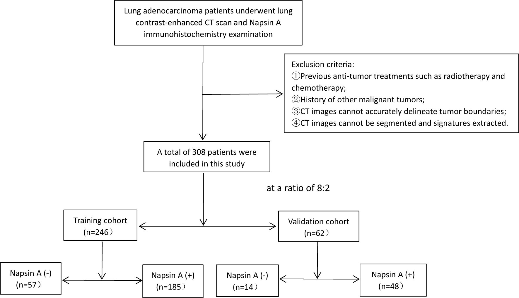 Flowchart showing the study design for lung adenocarcinoma patients. Patients underwent CT scans and Napsin A examination. Exclusion criteria include prior treatments, other malignancies, and inadequate CT images, with specific patient numbers for each criterion. A total of 308 patients were included, divided into a training cohort (246 patients) and a validation cohort (62 patients) with Napsin A positive and negative subgroups.