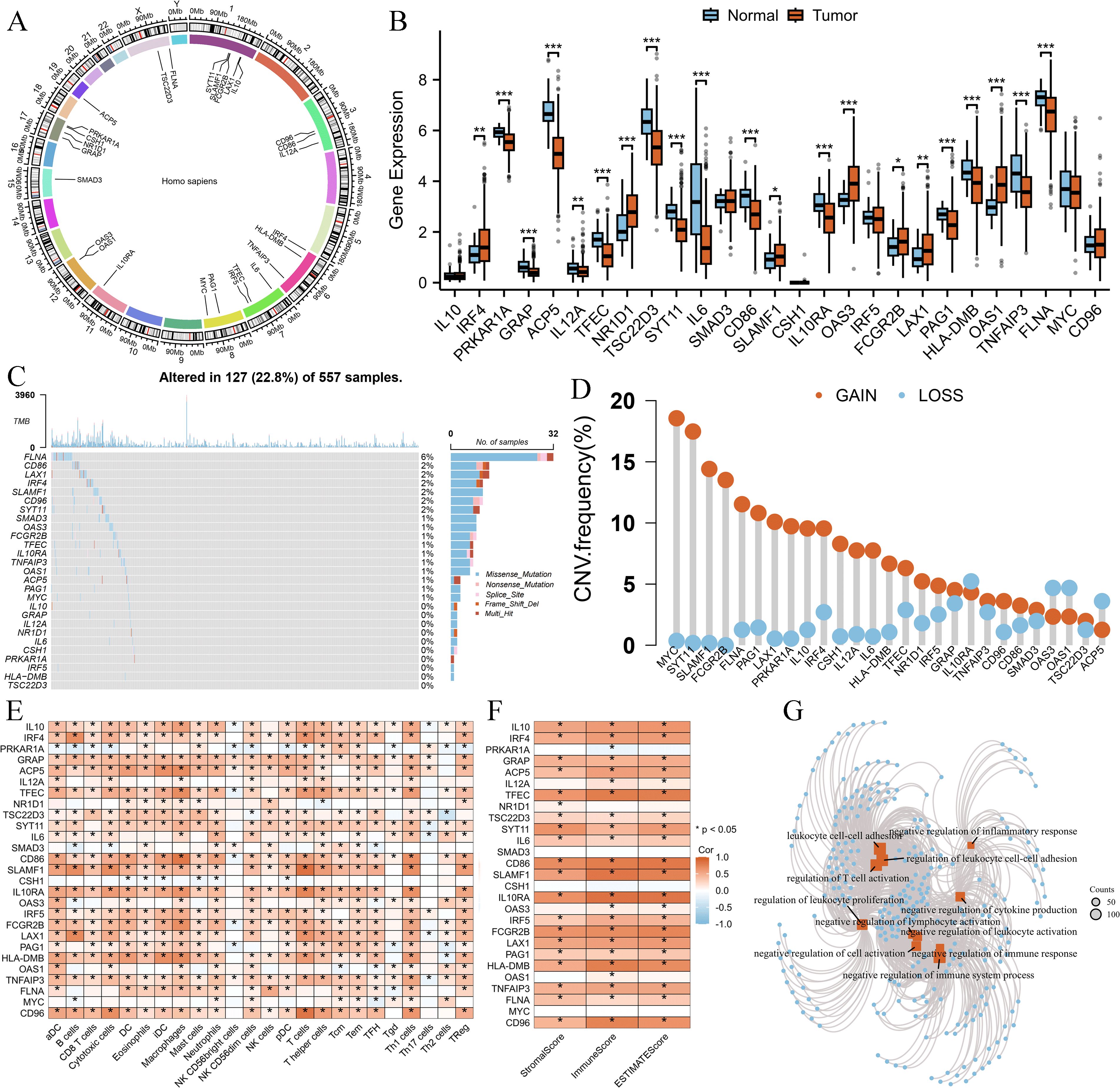 Diagram with multiple panels illustrating genomic data analysis. Panel A shows a circular plot of gene locations. Panel B presents a box plot comparing gene expression in normal and tumor tissues. Panel C displays a mutation frequency graph. Panel D is a bar chart of copy number variation (CNV) frequencies, indicating gains and losses. Panel E and F contain heatmaps with gene correlations and significance denoted by symbols. Panel G illustrates a network diagram of biological processes linked to immune response, with nodes representing genes and connections.