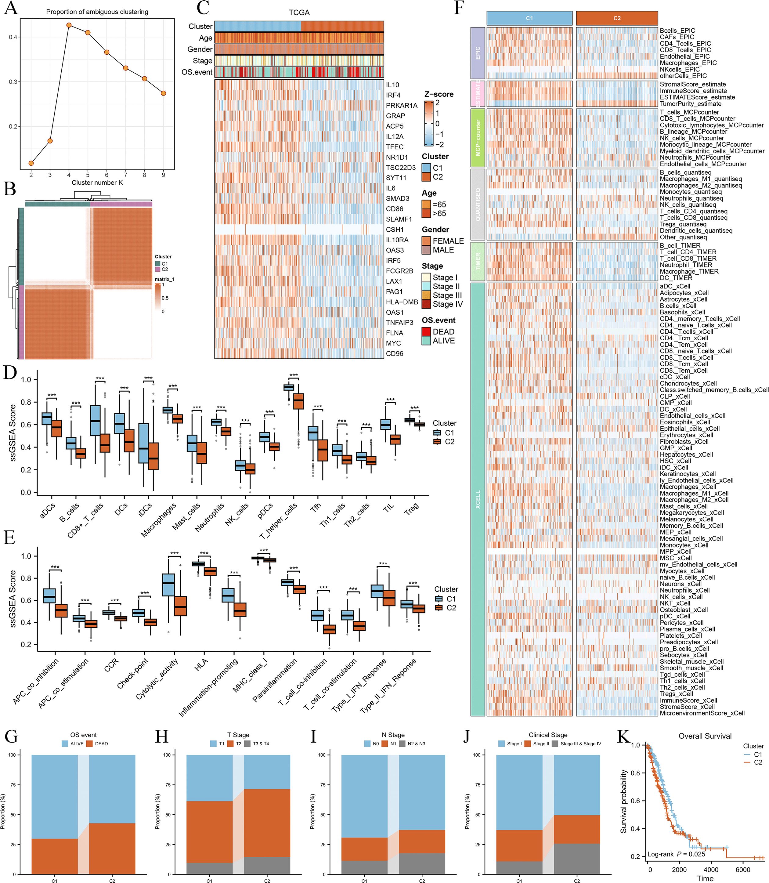 Various data visualizations related to clustering analysis in cancer research. Panel A shows a line graph depicting the proportion of ambiguous clustering against cluster numbers. Panel B displays a heatmap illustrating different clusters. Panel C is another heatmap showing gene expression and clinical features—age, gender, stage, and survival event from the TCGA dataset. Panels D and E present box plots of ssGSEA scores for different immune features, comparing clusters C1 and C2. Panels F and G show further heatmaps with immune cell estimates. Panels H, I, and J include bar charts for OS event, T stage, N stage, and clinical stage proportions. Panel K exhibits a Kaplan-Meier survival curve comparing clusters C1 and C2 with statistical significance.