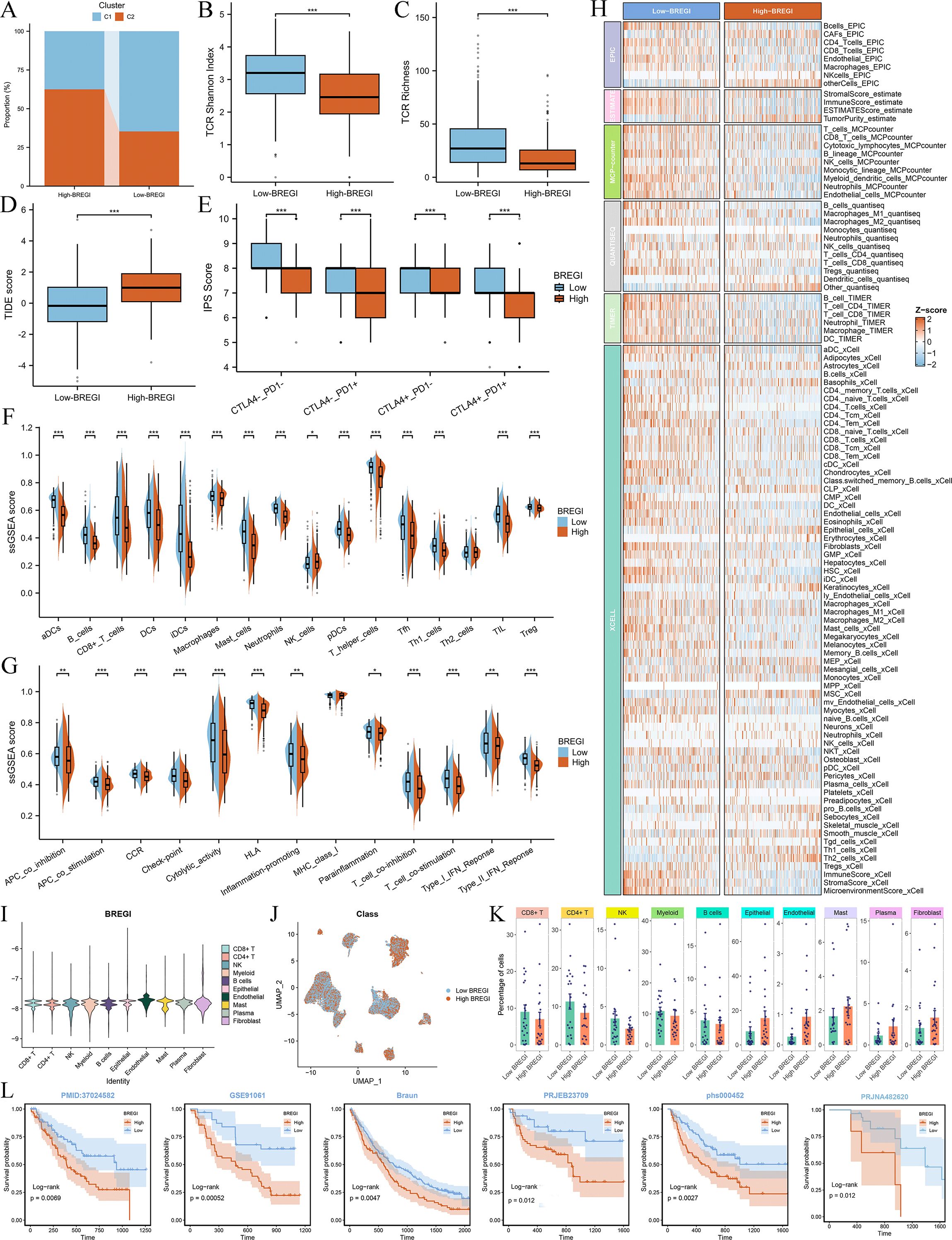 Composite image showing multiple analyses. Panels A to E display box plots comparing various indices such as TCR diversity and TIDE score between low and high BREG1 groups. Panel F and G show violin plots for gene expression scores across different immune cell types. Panel H presents a heatmap with Z-scores for various cell subsets in low and high BREG1 groups. Panel I showcases violin plots for BREG1 expression in various cell identities. Panel J features a UMAP plot categorizing classes based on BREG1 levels. Panel K includes bar graphs for immune cell proportions. Panel L provides survival curves for different datasets.