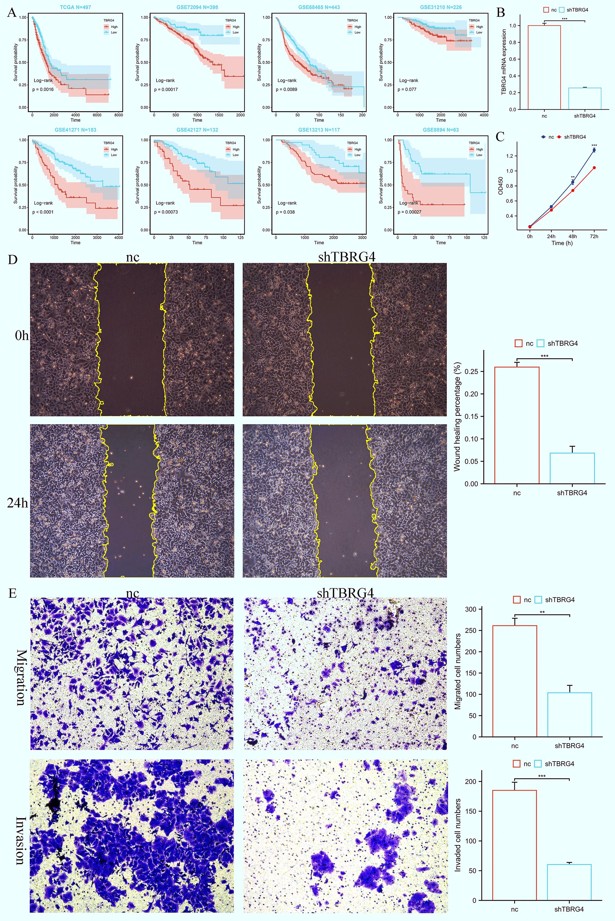 Data visualization showing survival curves, gene expression, cell viability, wound healing, and migration/invasion assays. Panel A has survival curves for six datasets showing the influence of TBX1 with significance values. Panel B shows a bar graph comparing TBRG4 mRNA expression between groups. Panel C presents a line graph of cell viability over time. Panel D includes images and graph of wound healing at 0 and 24 hours, comparing control and shTBRG4 groups. Panel E contains images and graphs of cell migration and invasion, comparing control and shTBRG4 groups with statistical significance marked.