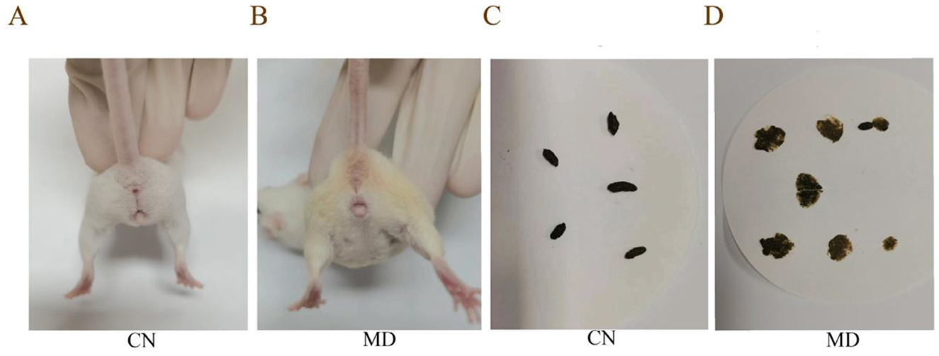 Panel A shows a mouse in the CN group held with visible underside. Panel B shows a mouse in the MD group similarly positioned. Panel C presents small, dark fecal pellets from the CN group. Panel D displays larger, darker fecal pellets from the MD group on paper.