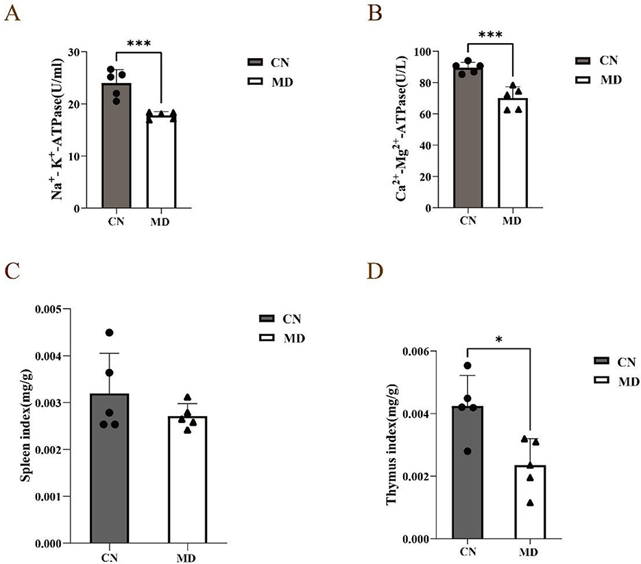 Bar graphs labeled A to D compare two groups, CN and MD. Graph A shows higher Na+, K+-ATPase levels in CN. Graph B shows higher Ca2+, Mg2+-ATPase in CN. Graph C indicates a slightly higher spleen index in CN, while graph D shows a significantly higher thymus index in CN. Statistical significance is indicated by asterisks.