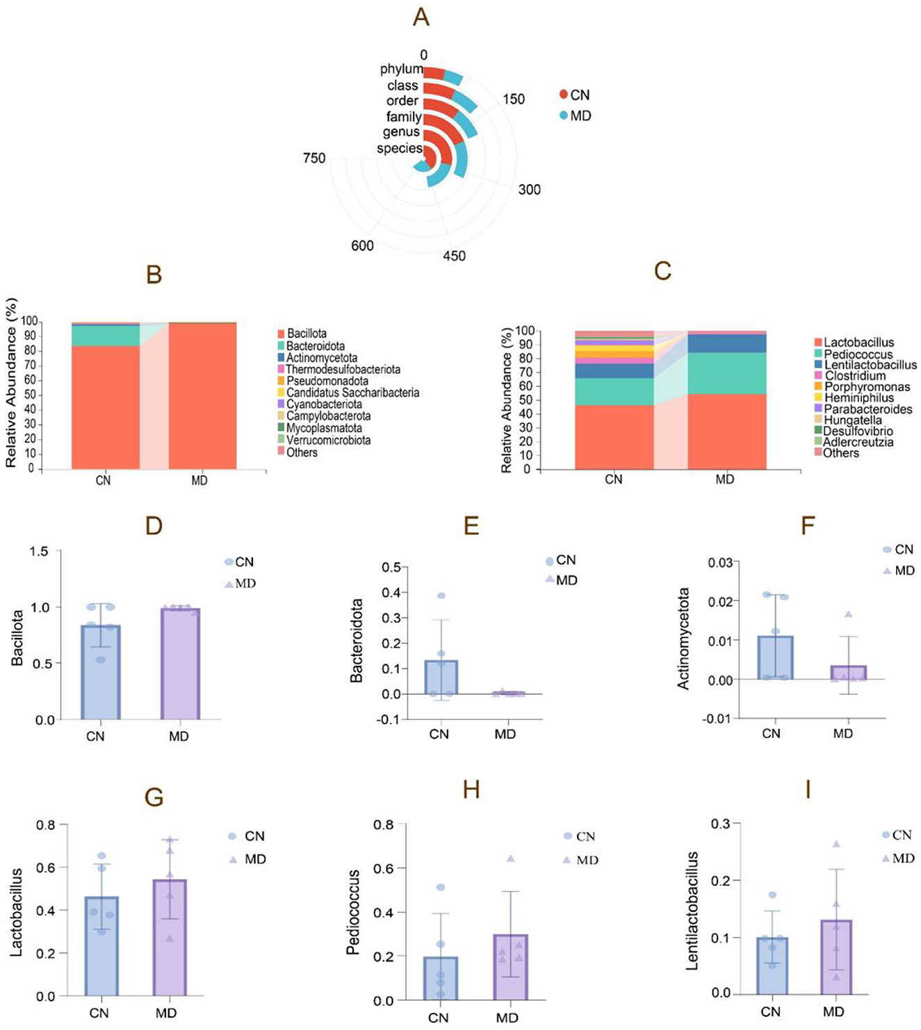 A composite image shows various charts comparing microbial communities between CN and MD groups. Panel A displays a circular stacked bar chart indicating differences in microbial taxa from phylum to species levels. Panels B and C present stacked bar charts of relative abundances for specific taxonomic groups. Panels D to I display bar graphs comparing the abundance of specific bacteria including Bacillota, Bacteroidota, Actinomycetota, Lactobacillus, Pediococcus, and Lacticaseibacillus across CN and MD groups. Each chart uses distinct colors to differentiate between the two groups and various taxa.