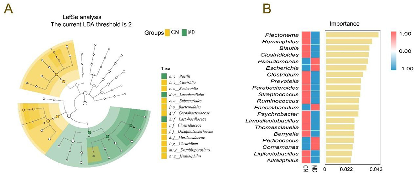Part A depicts a circular cladogram from LefSe analysis, showing taxa distribution across groups CN (yellow) and MD (green). Part B is a bar chart illustrating taxa importance, with Plectonema and Heminiphilus showing highest importance, and varying importance across CN (red) and MD (blue). The LDA threshold is set at two.