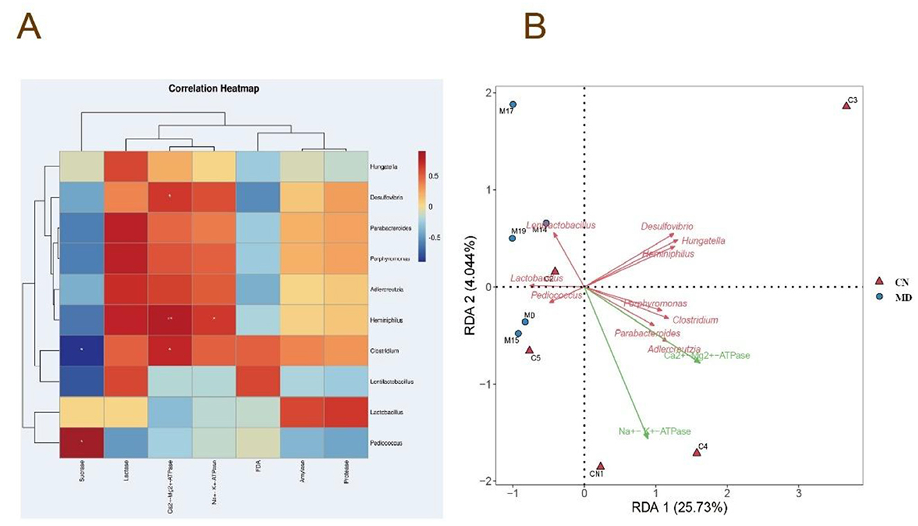 Correlation heatmap and RDA plot. Panel A: Heatmap showing correlations among different bacterial genera and factors, with colors from blue (negative correlation) to red (positive correlation). Panel B: RDA plot indicating relationships among bacterial genera and environmental variables, displayed as vectors. Red triangles (CN) and blue circles (MD) denote group centroids.