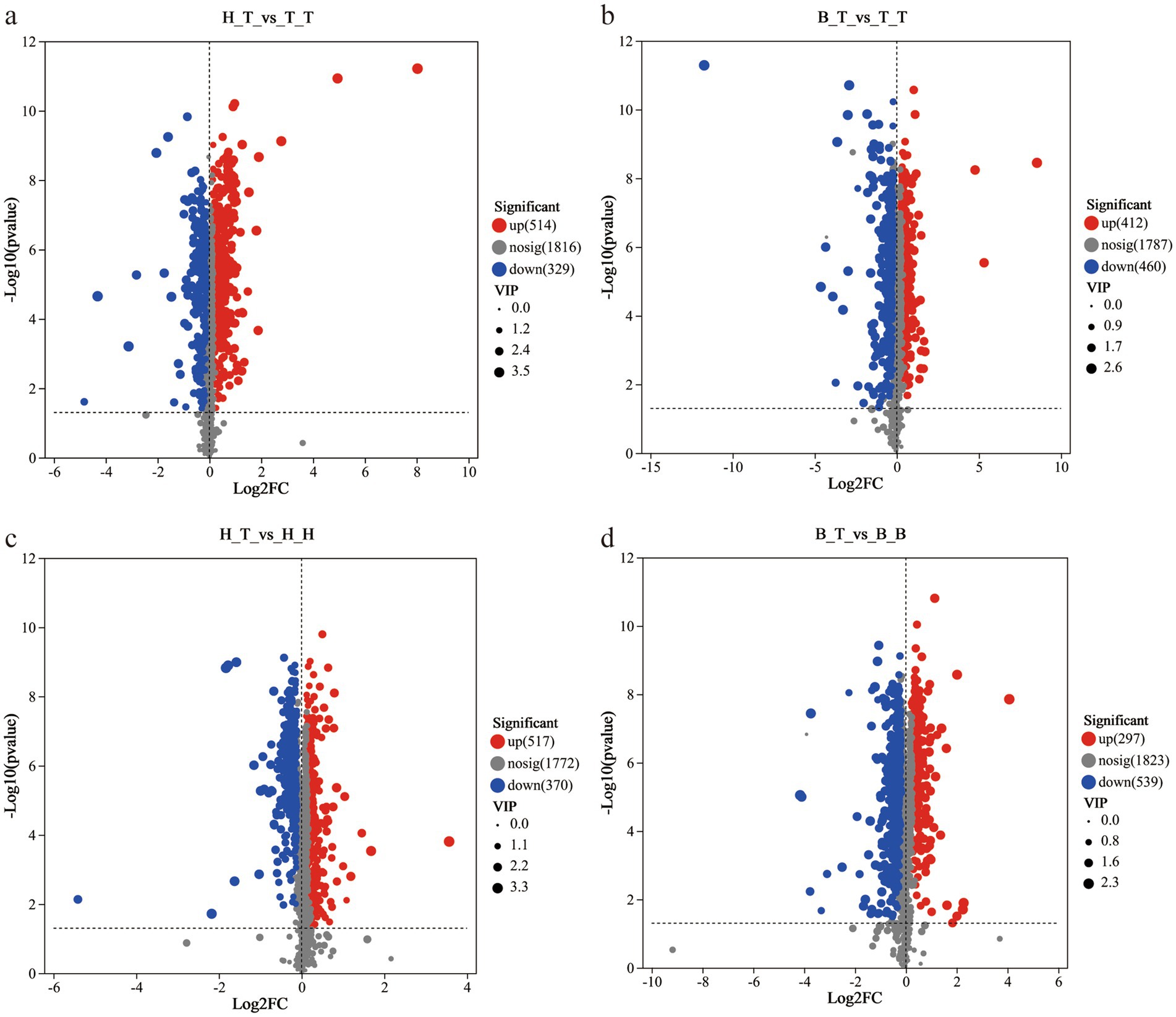 Four volcano plots labeled a, b, c, and d show gene expression data with Log2 fold change on the x-axis and negative log10 p-value on the y-axis. Points are colored red for upregulated, blue for downregulated, and gray for not significant, with varying sizes indicating VIP scores. Each plot compares different conditions, labeled as H_T vs T_T, B_T vs T_T, H_T vs H_H, and B_T vs B_B.