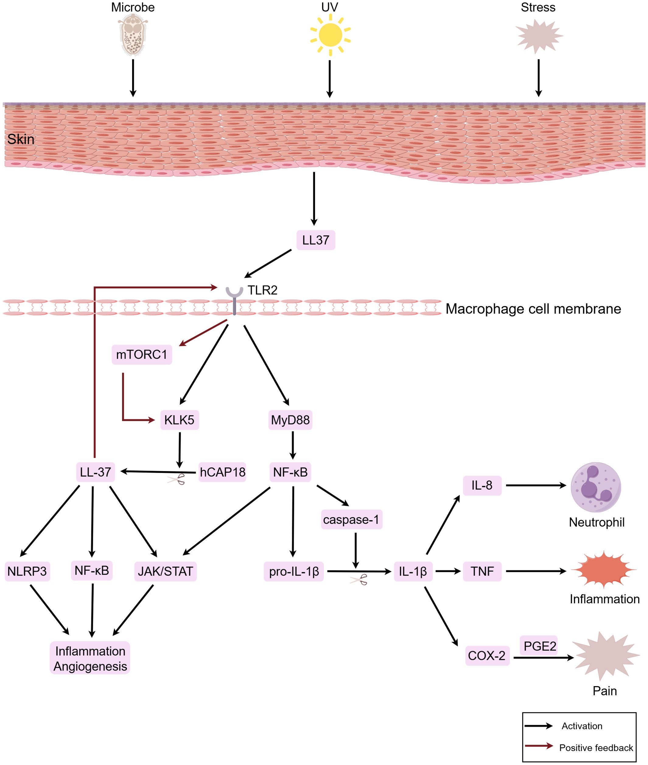 Diagram illustrating a biological pathway in the skin. Microbes, UV, and stress activate LL37 and other pathways, leading to inflammation, angiogenesis, and pain. Arrows indicate activation and positive feedback loops involving TLR2, mTORC1, MyD88, NF-kB, IL-1β, TNF, and COX-2 among others.
