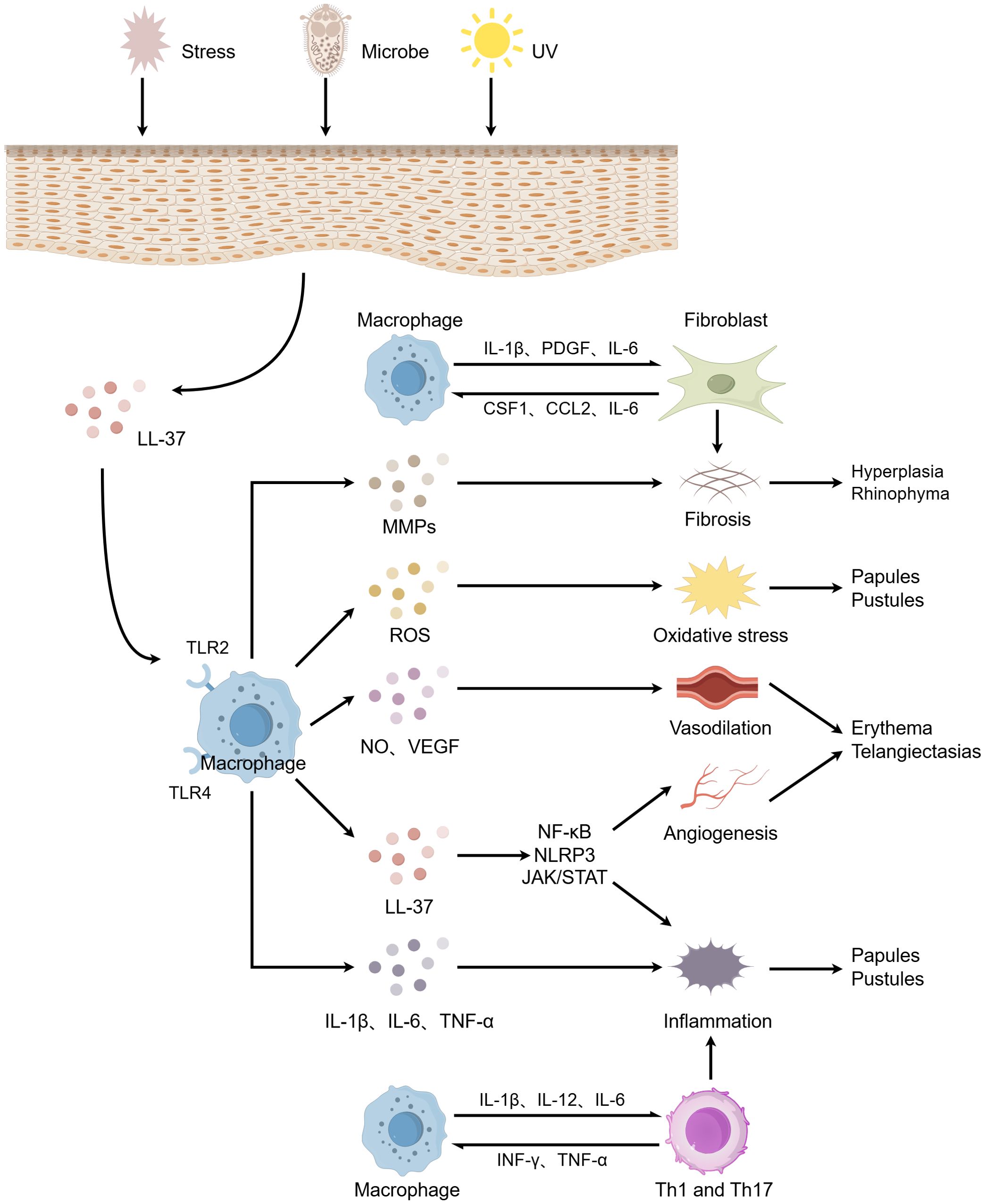 Flowchart illustrating the pathological mechanisms in skin due to stress, microbes, and UV exposure. These factors influence macrophages, leading to the release of cytokines like IL-1β, IL-6, and TNF-α. This process involves TLR2 and TLR4 receptors, promoting inflammation through pathways like NF-κB and NLRP3. LL-37, MMPs, ROS, and NO/VEGF contribute to oxidative stress, vasodilation, fibrosis, and angiogenesis, resulting in symptoms like papules, pustules, hyperplasia, erythema, and telangiectasias. Macrophages, fibroblasts, Th1, and Th17 cells play central roles in these processes.