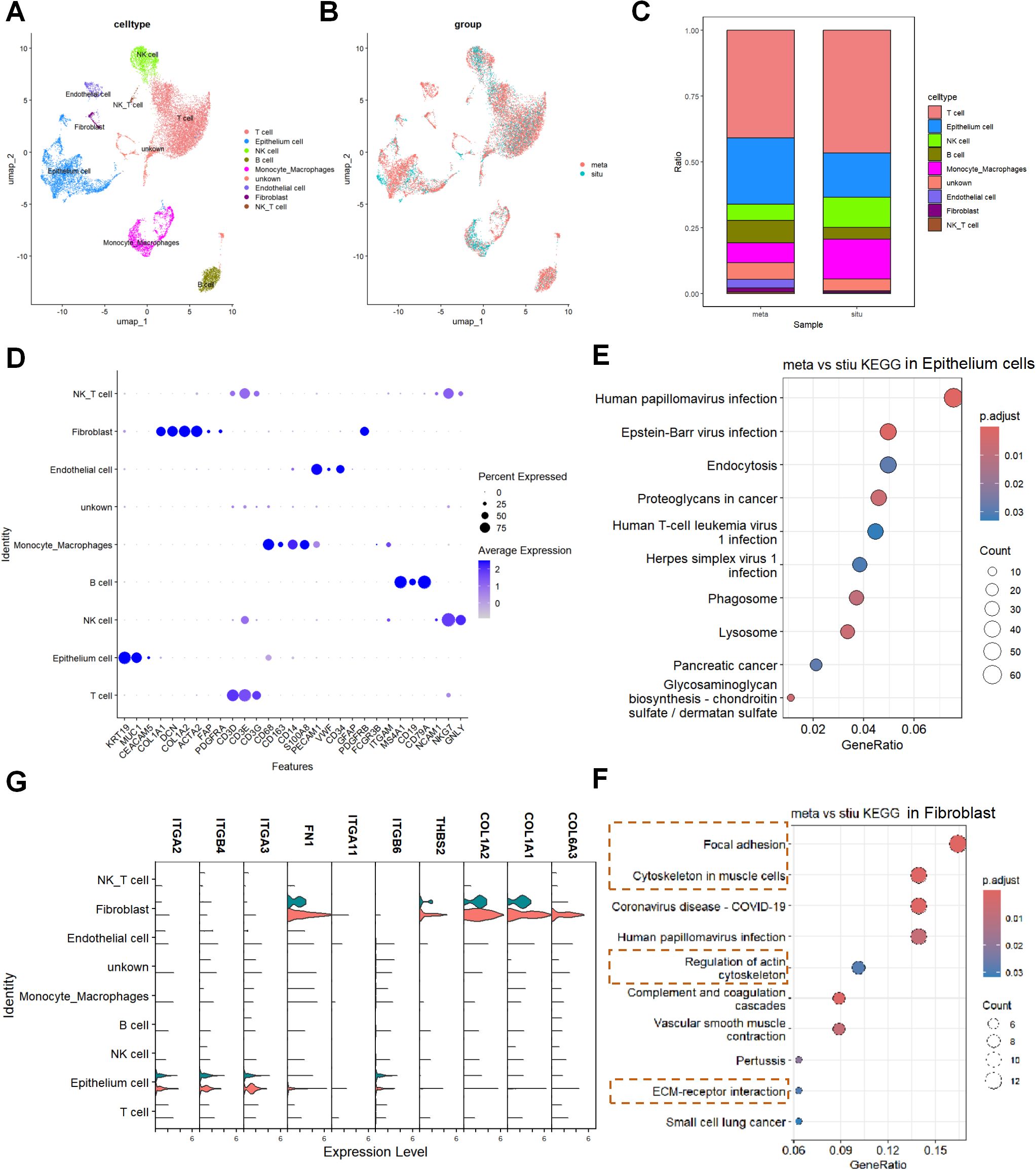A collection of scientific visualizations depicting cell data analysis. A and B: Scatter plots showing cell type and group distribution across two axes with different colored clusters. C: Bar graphs comparing cell type ratios in two samples, meta and situ. D: Dot plot displaying average expression and percentage expressed for various cell identities and features. E: Bubble chart of KEGG pathway analysis in epithelium cells, indicating significance by size and color of bubbles. F: Bubble chart for KEGG pathway analysis in fibroblasts, highlighting pathways with dotted orange borders. G: Violin plots depicting expression levels of several features across different cell identities.