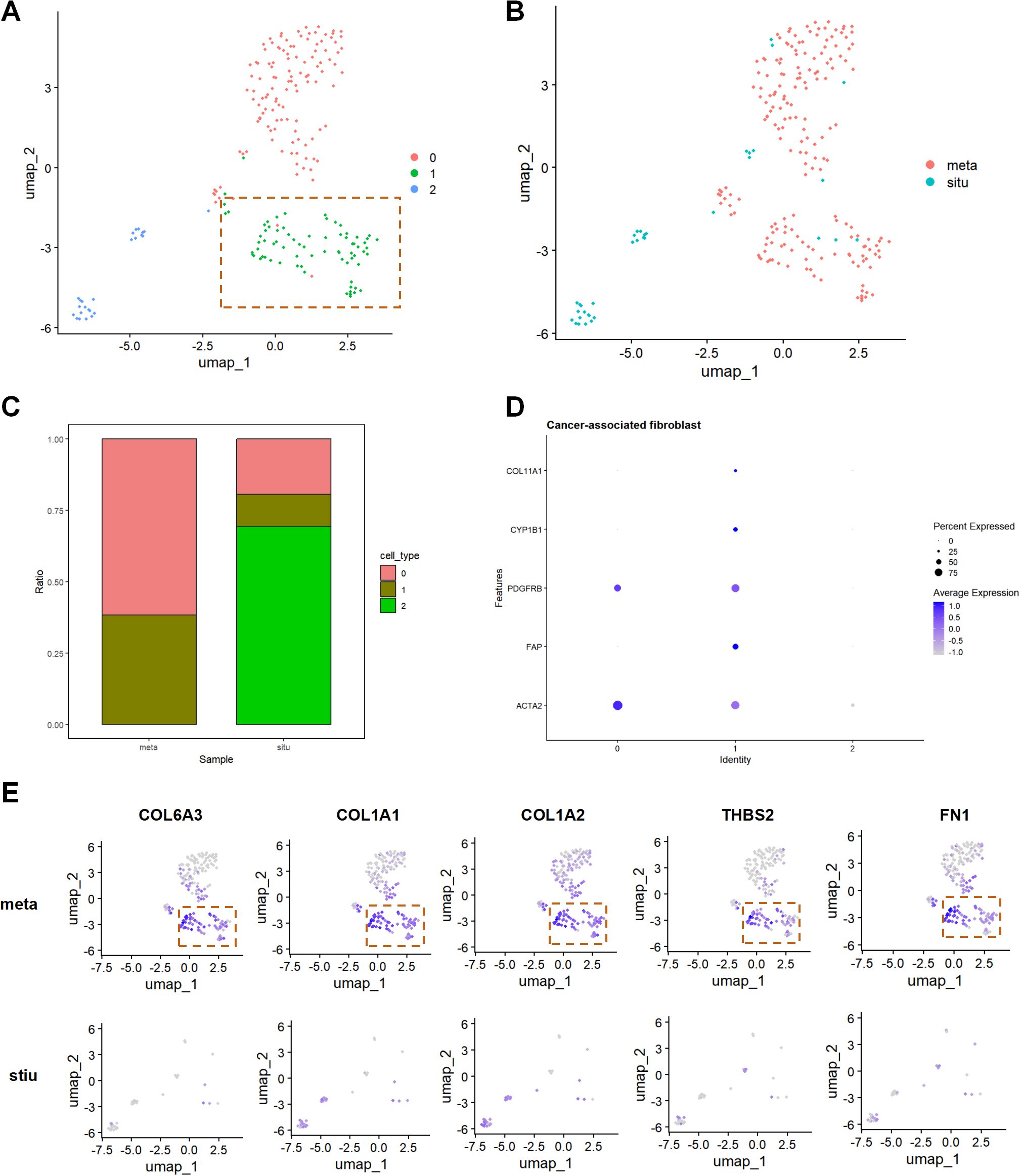 Panel A shows a UMAP plot with clusters labeled 0, 1, and 2 in different colors. Panel B displays a UMAP plot differentiating meta and situ samples. Panel C is a stacked bar chart comparing cell type ratios in meta and situ samples. Panel D shows a dot plot of cancer-associated fibroblast markers with varying expression levels. Panel E presents a series of UMAP plots for genes COL6A3, COL1A1, COL1A2, THBS2, and FN1 in meta and situ conditions, highlighting expression patterns.