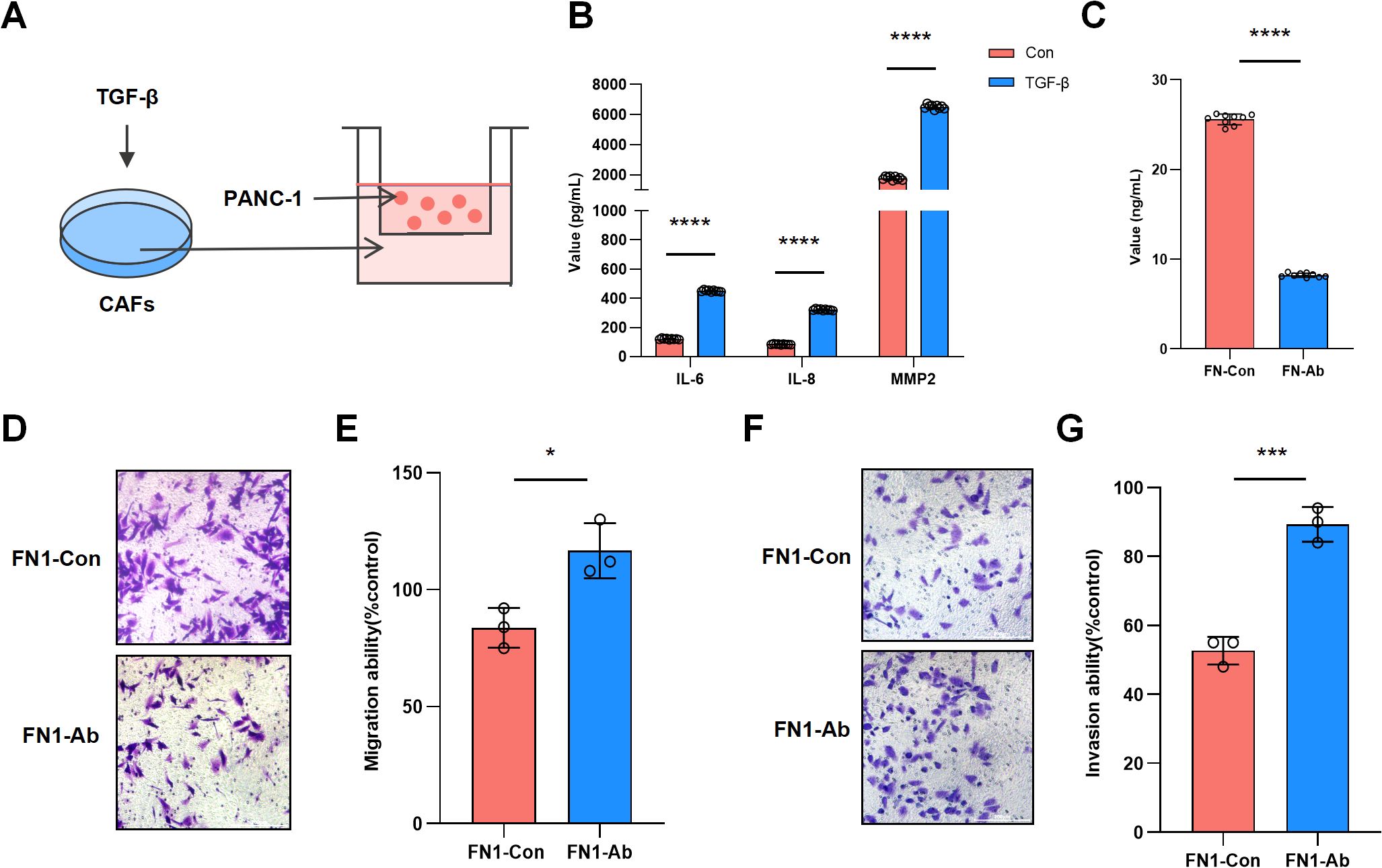 Diagram displaying the experimental setup and results of a study involving CAFs, PANC-1 cells, and TGF-β. Panel A shows a schematic of TGF-β inducing responses in CAFs. Panel B presents a bar graph comparing IL-6, IL-8, and MMP2 levels between control and TGF-β treated groups, with TGF-β increasing all three significantly. Panel C shows FN levels, with control higher than FN antibody-treated. Panels D and F are microscopy images comparing FN1-Con and FN1-Ab treated cells, showing different cell densities. Panels E and G depict bar graphs of migration and invasion abilities, with significant differences favoring FN1-Ab treatments.